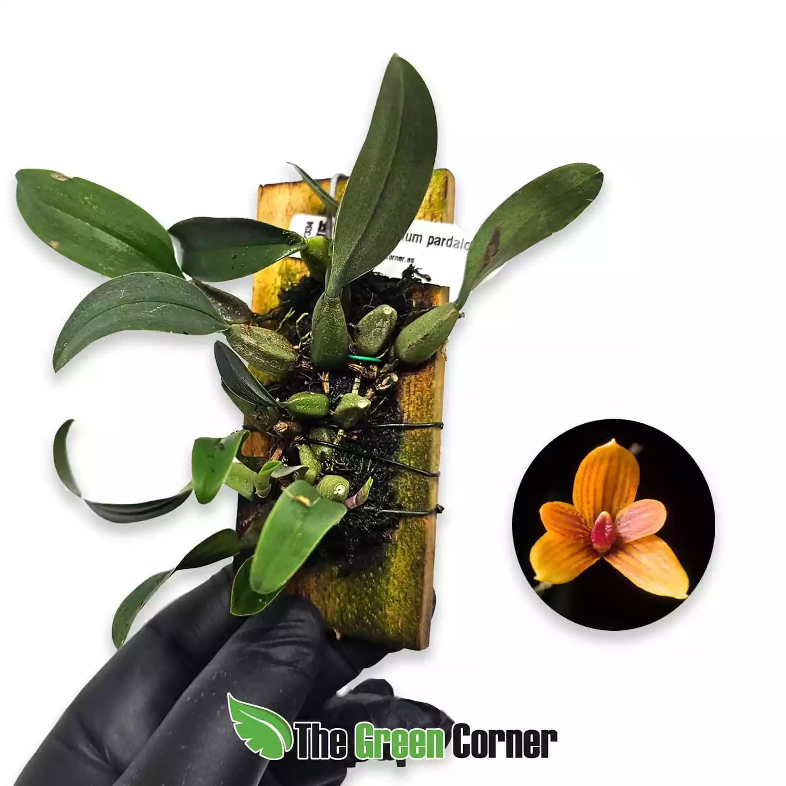 bulbophyllum-pardalotum