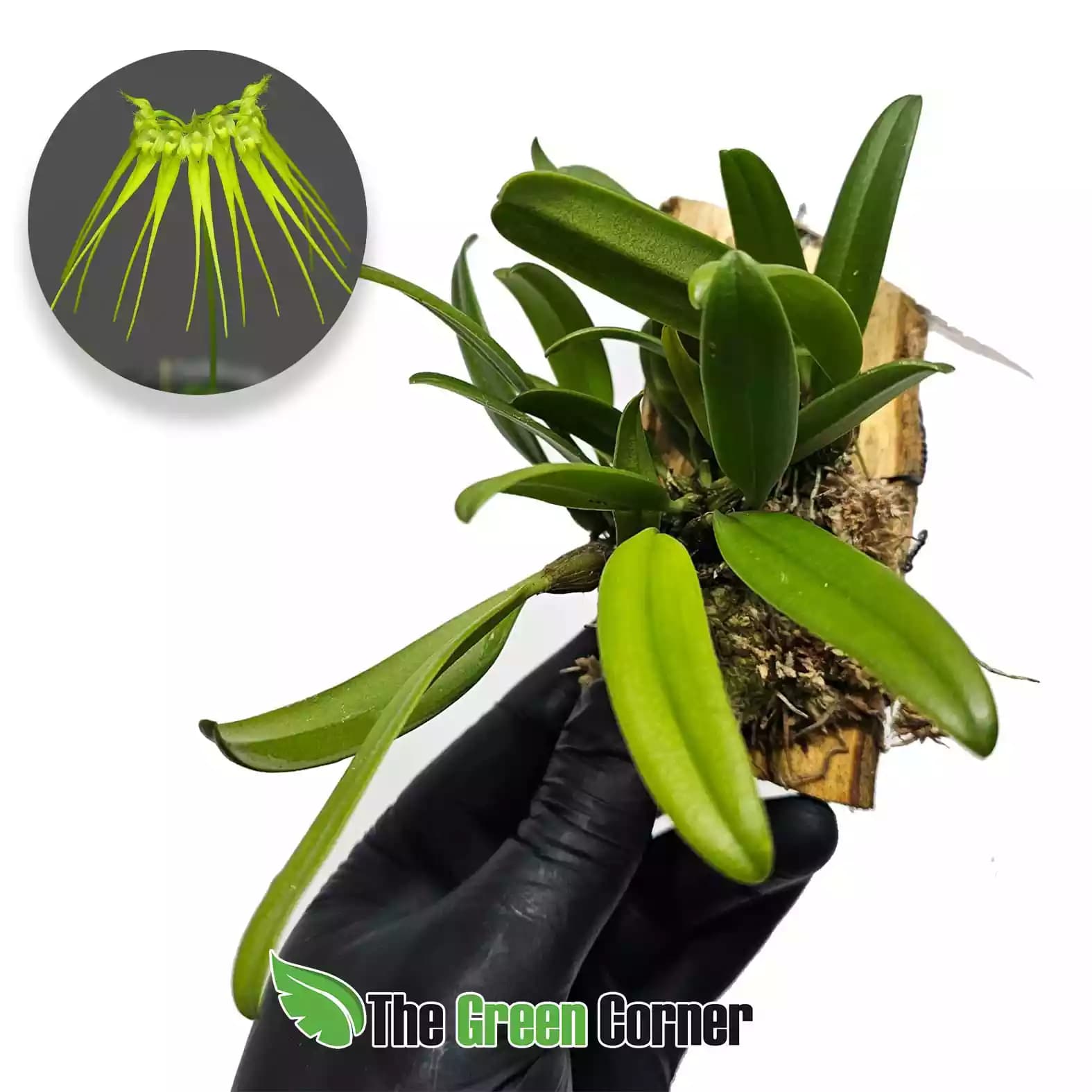 bulbophyllum-pecten-lateral