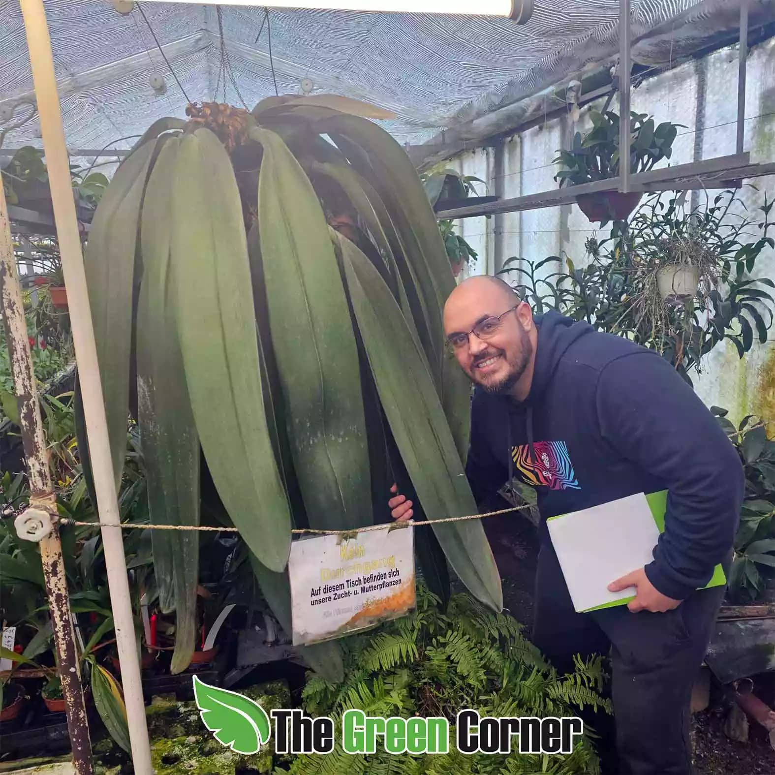 bulbophyllum-phalaenopsis-ejemplar