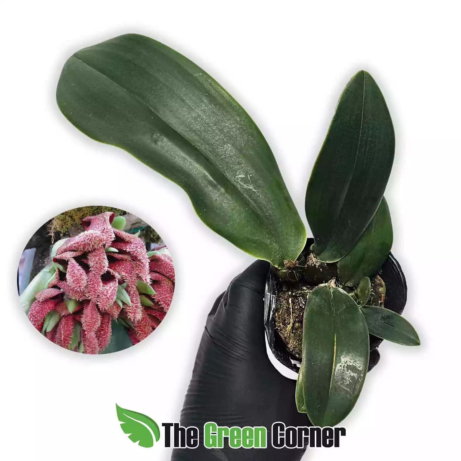 bulbophyllum-phalaenopsis