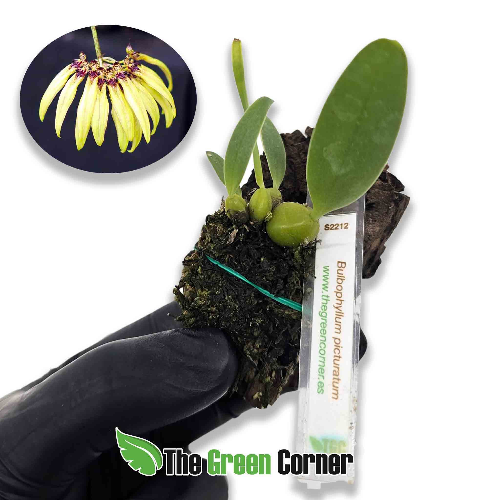 bulbophyllum-picturatum