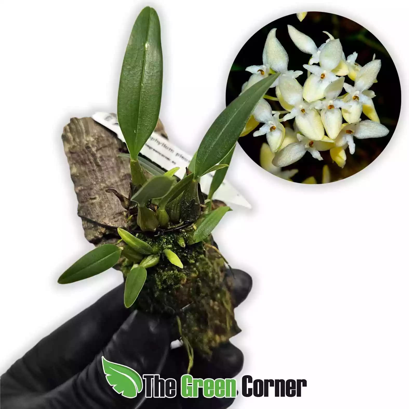 bulbophyllum-pleurothallidianum