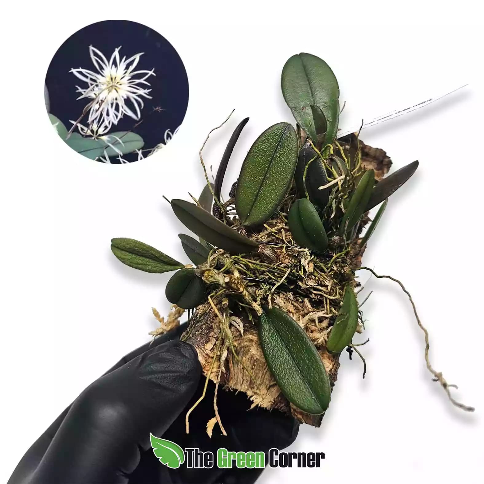 bulbophyllum-purpuraascens-lateral