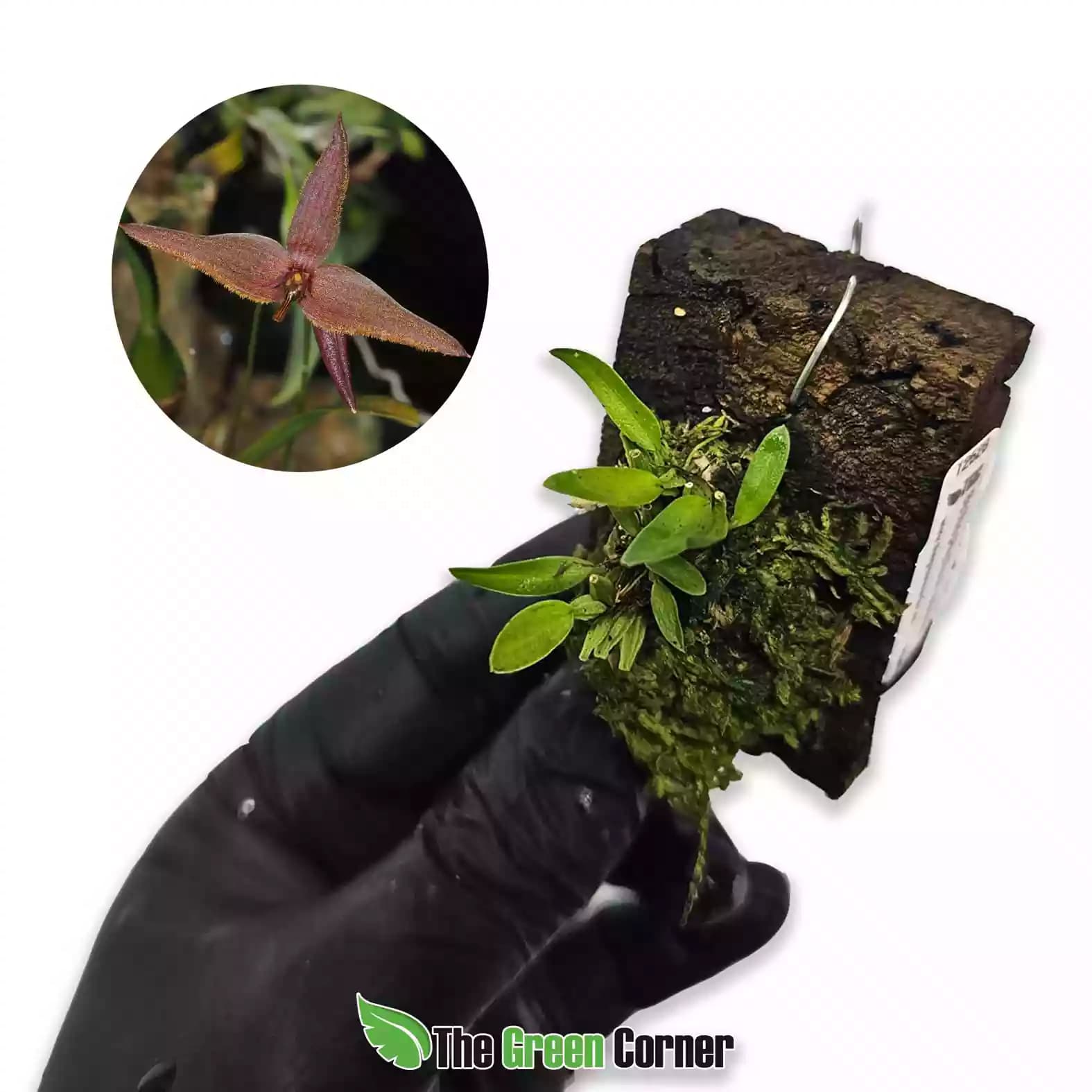 Bulbophyllum sannio