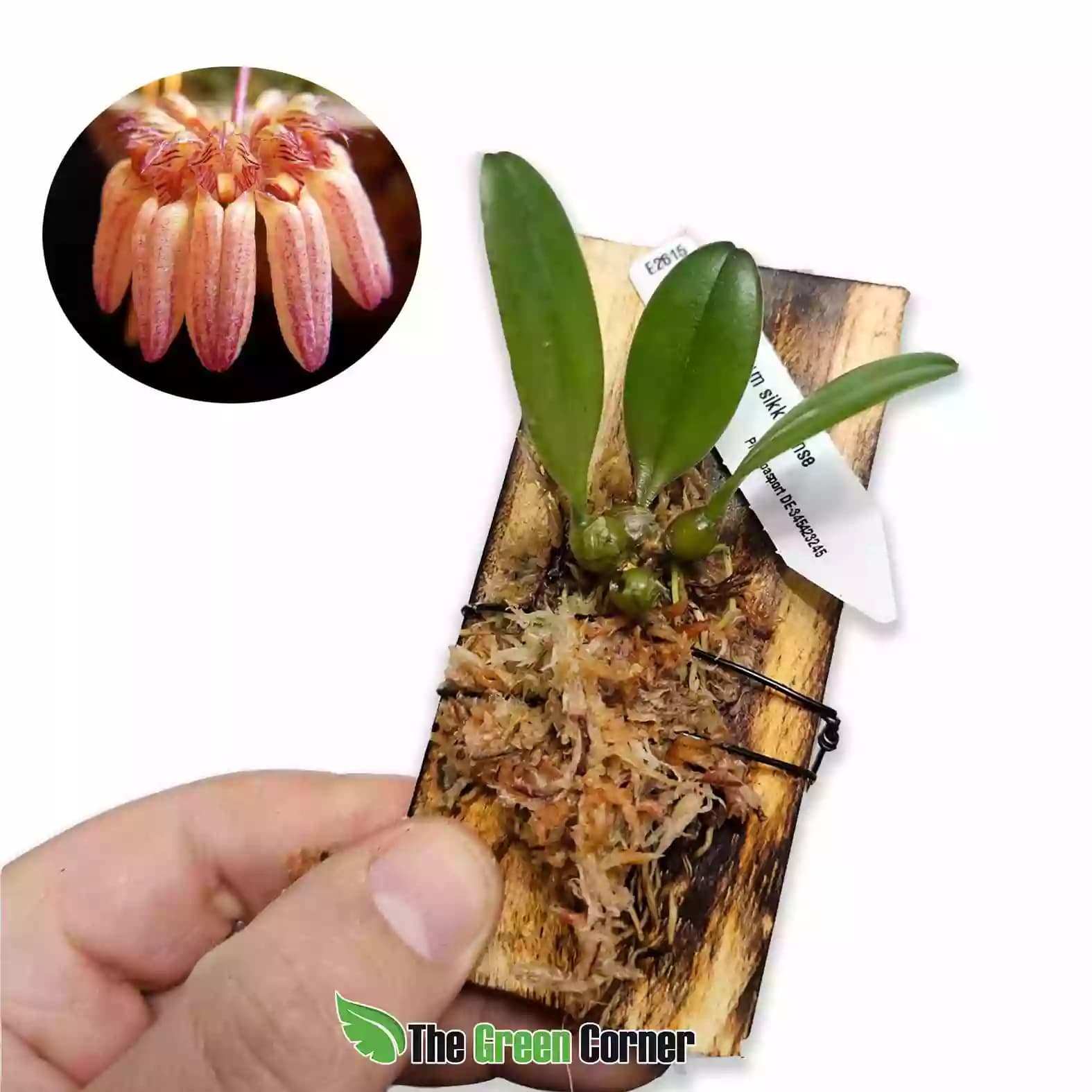 bulbophyllum-sikkimense
