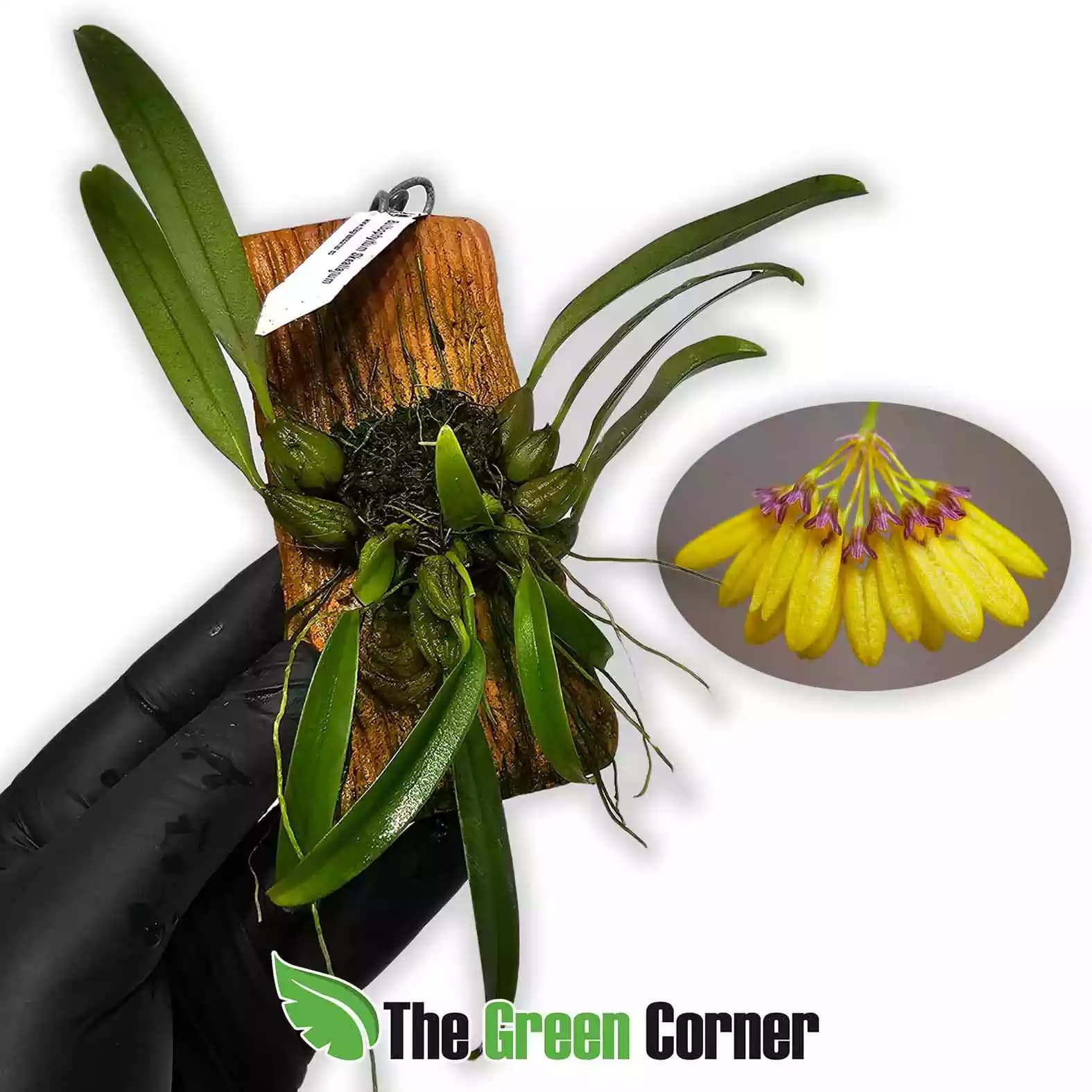 bulbophyllum-skeatianum