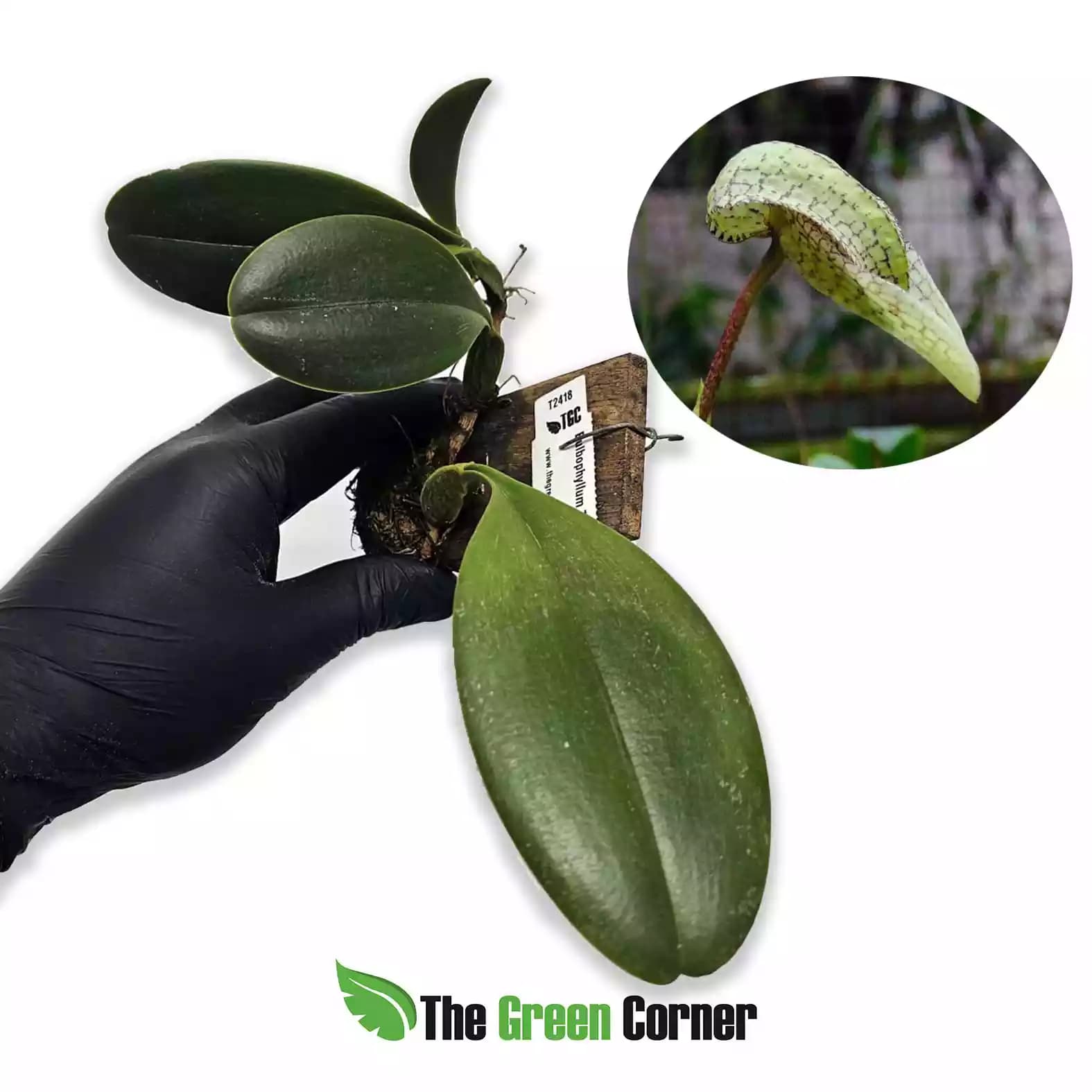Bulbophyllum Taiwan Cicad