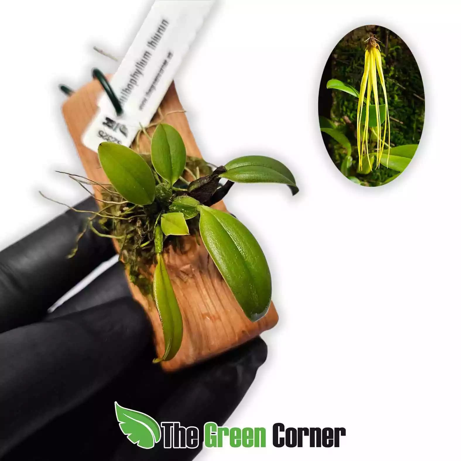 bulbophyllum-thiurum