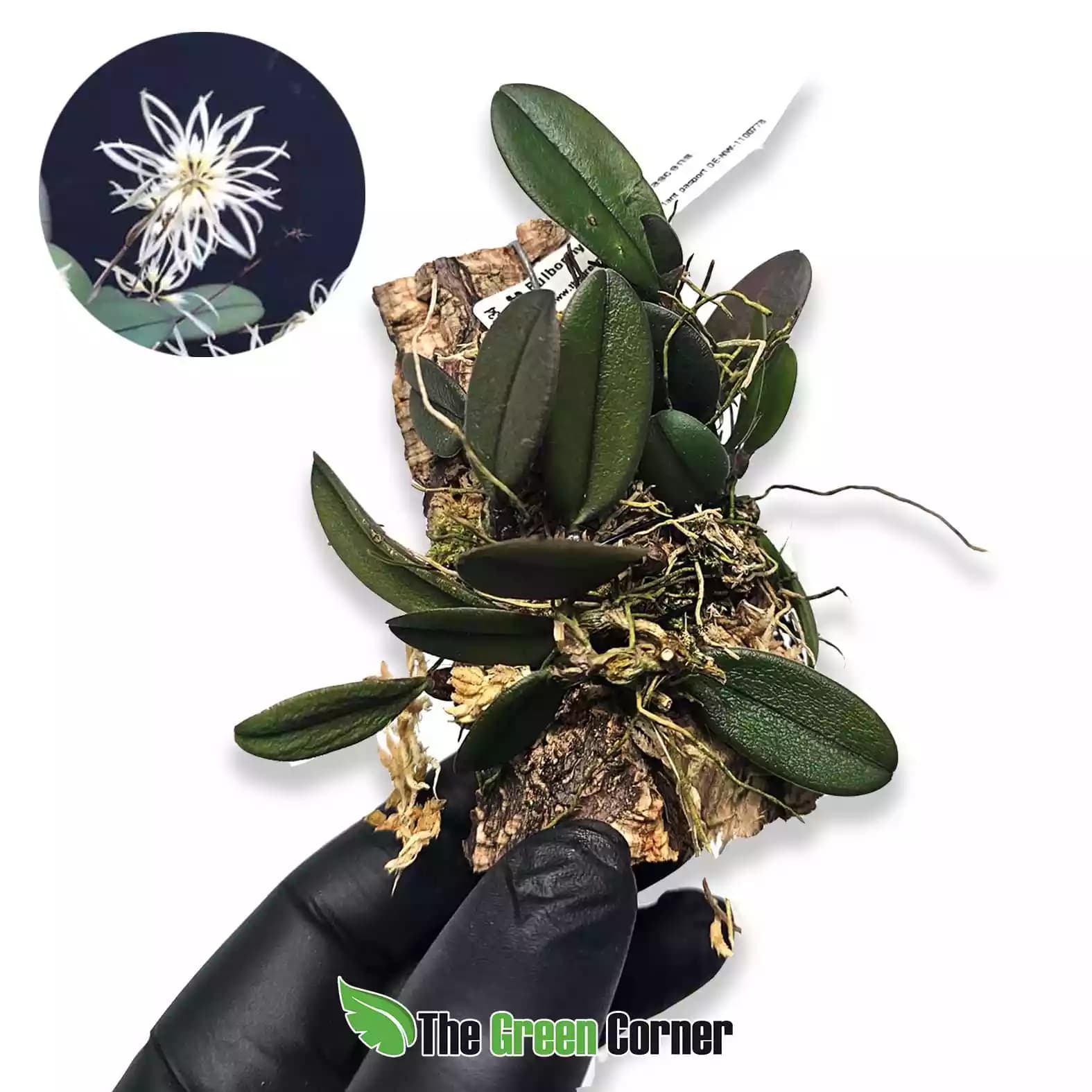 bulbphyllum-purpurascens