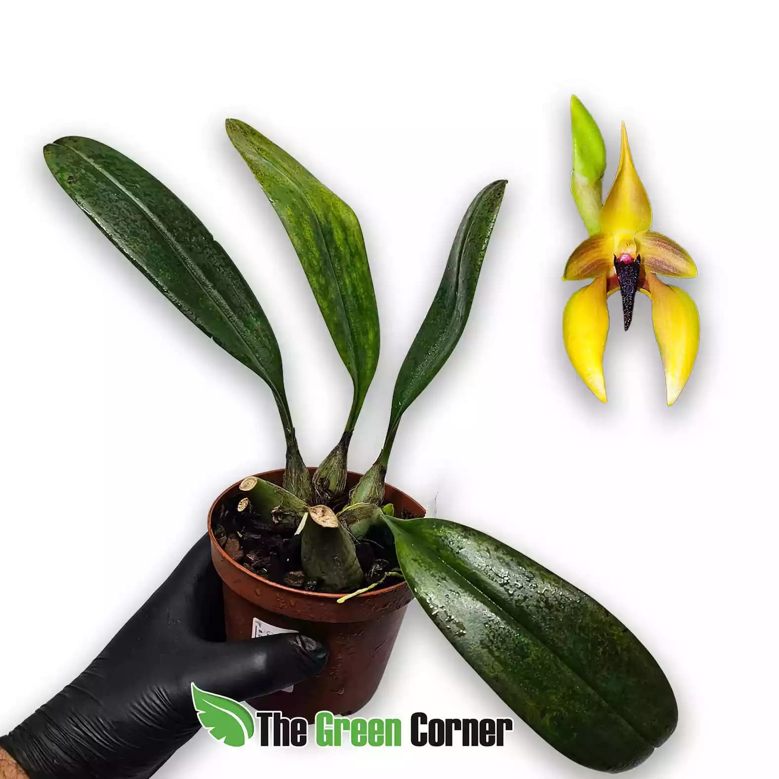 bullbophyllum-carunculatum