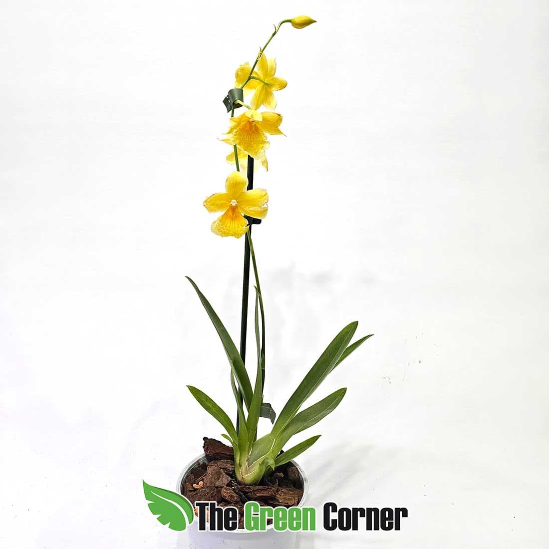 burrageara Nelly Ister Yellow Outlet 2