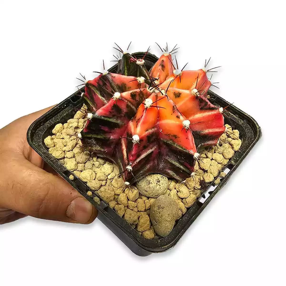 cactus-variegata