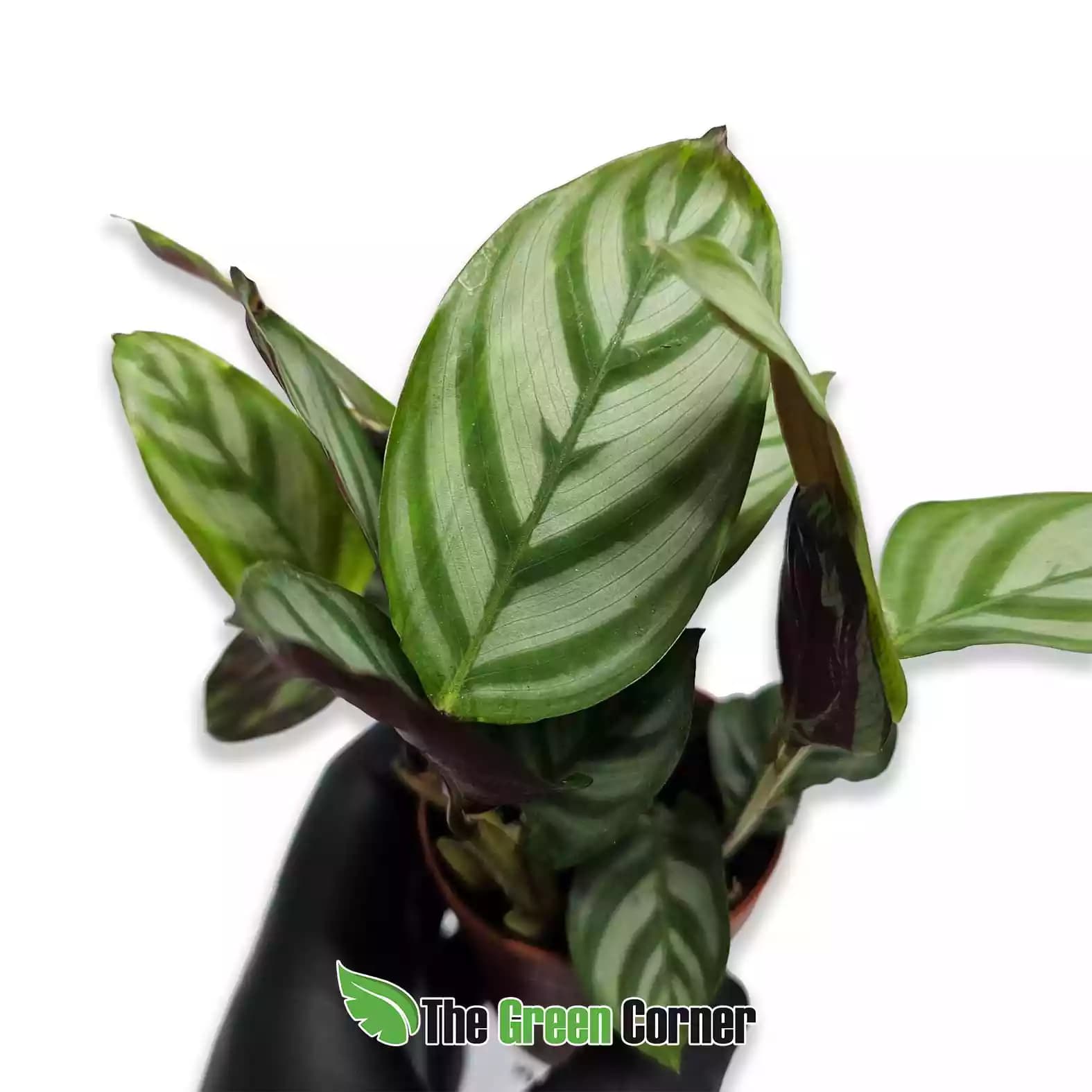 calathea-concinna-detalle