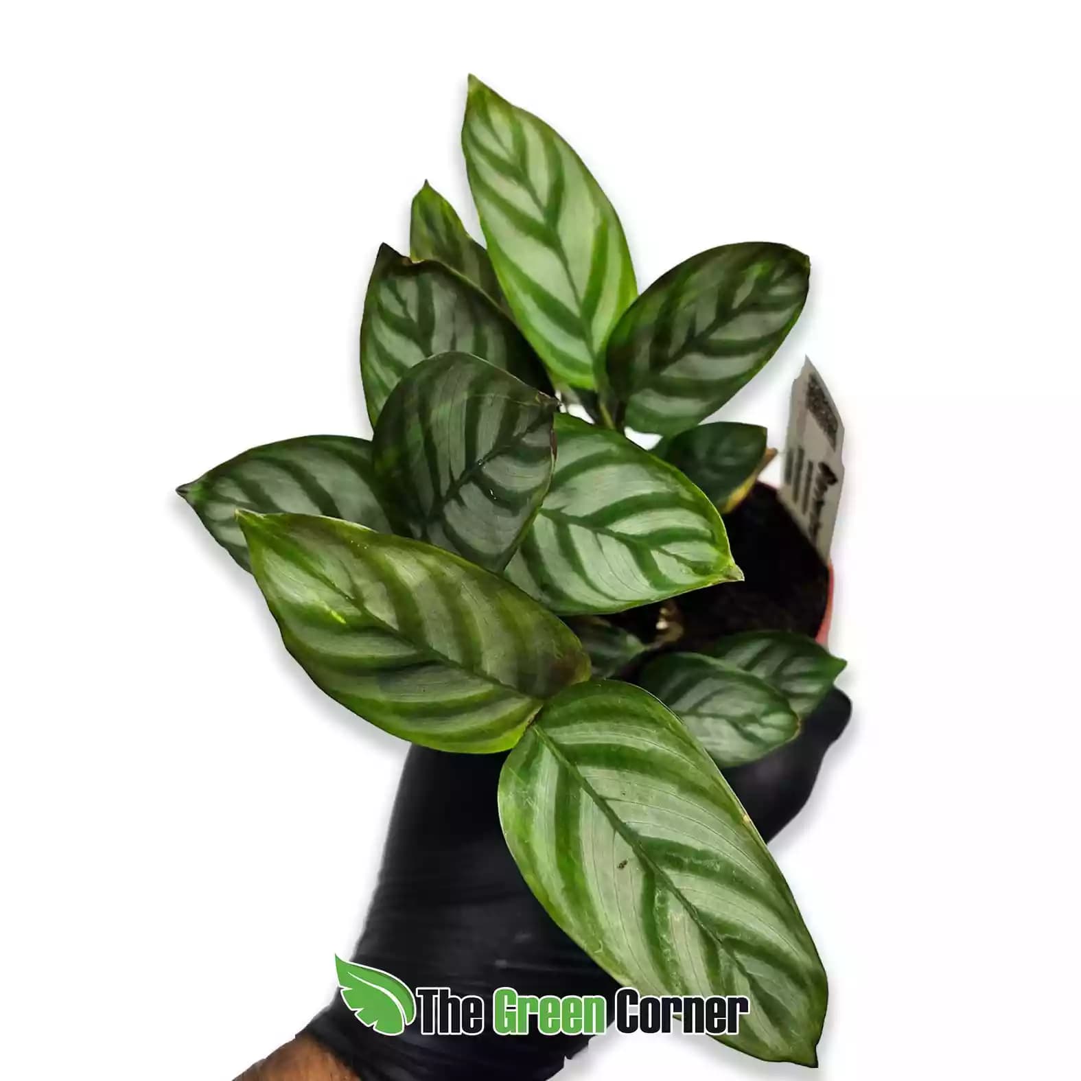 calathea-concinna-general