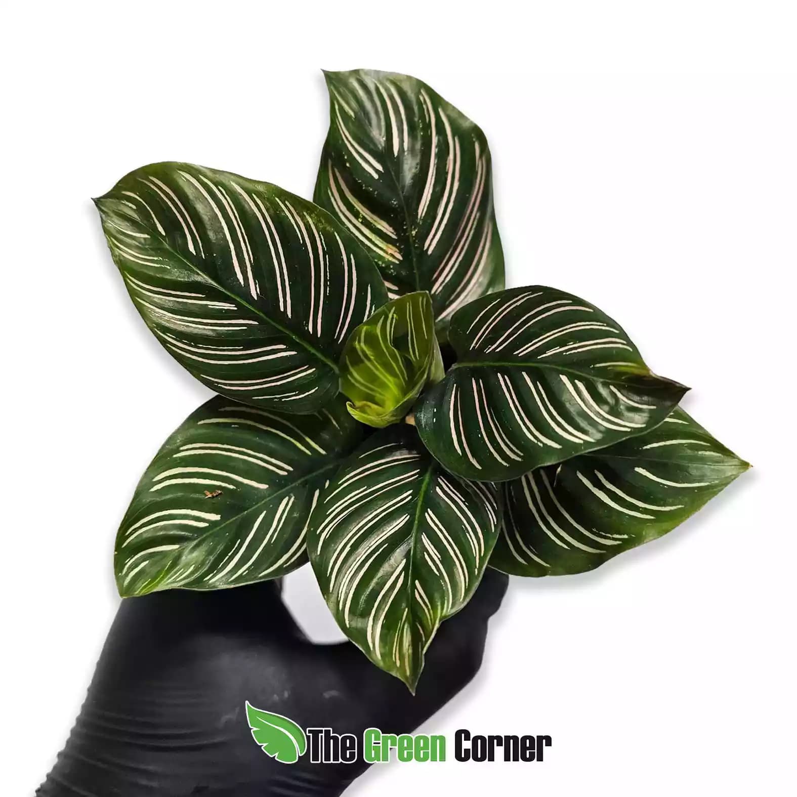 calathea-ornata-detalle