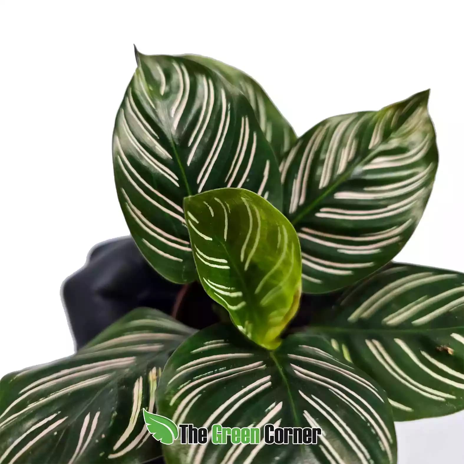 calathea-ornata