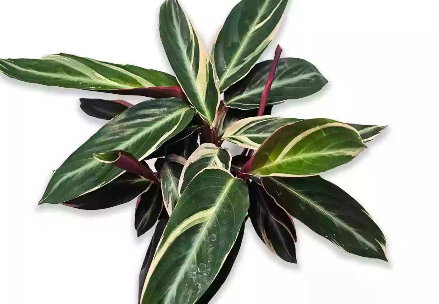 Marantas y Calatheas
