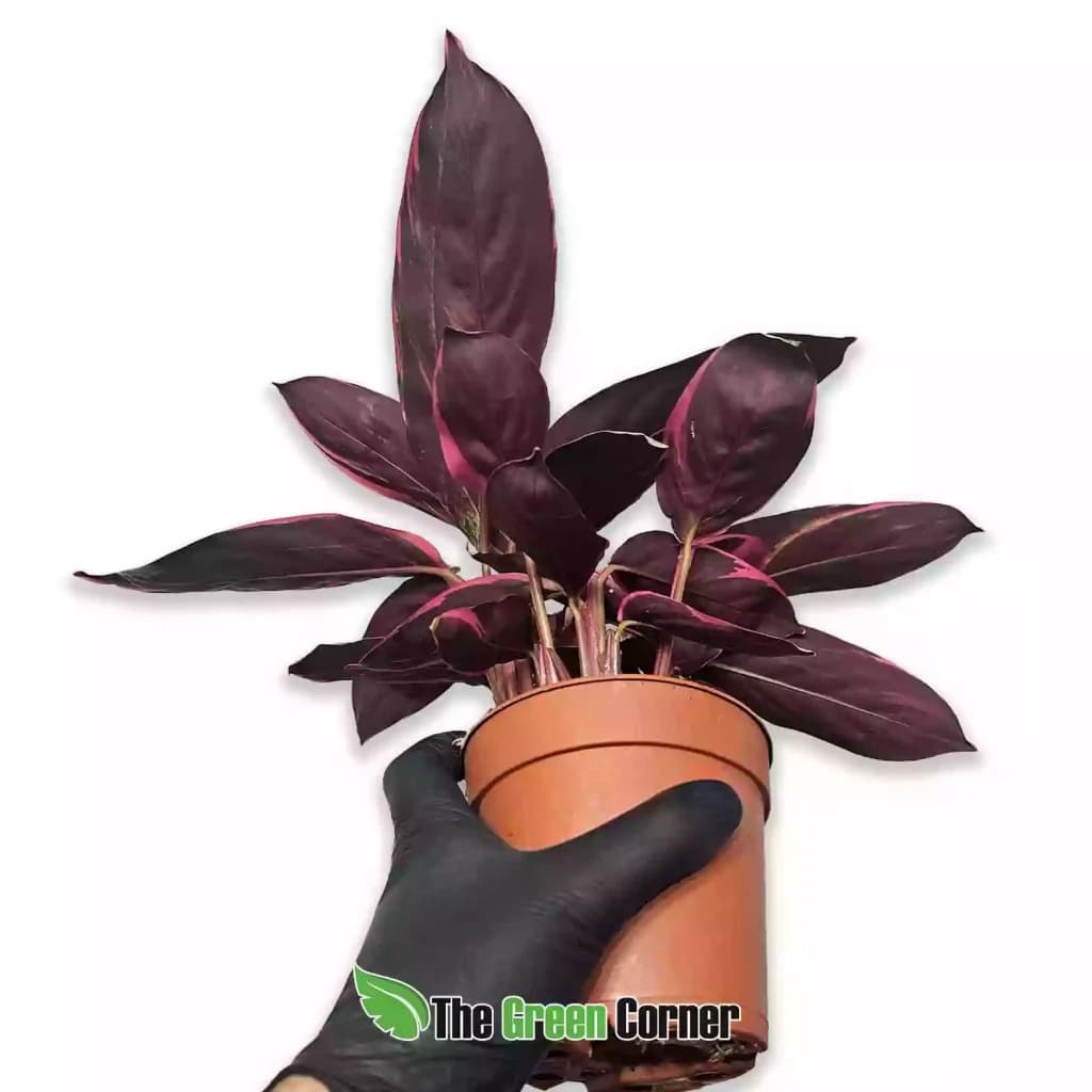 Calathea Triostar 2