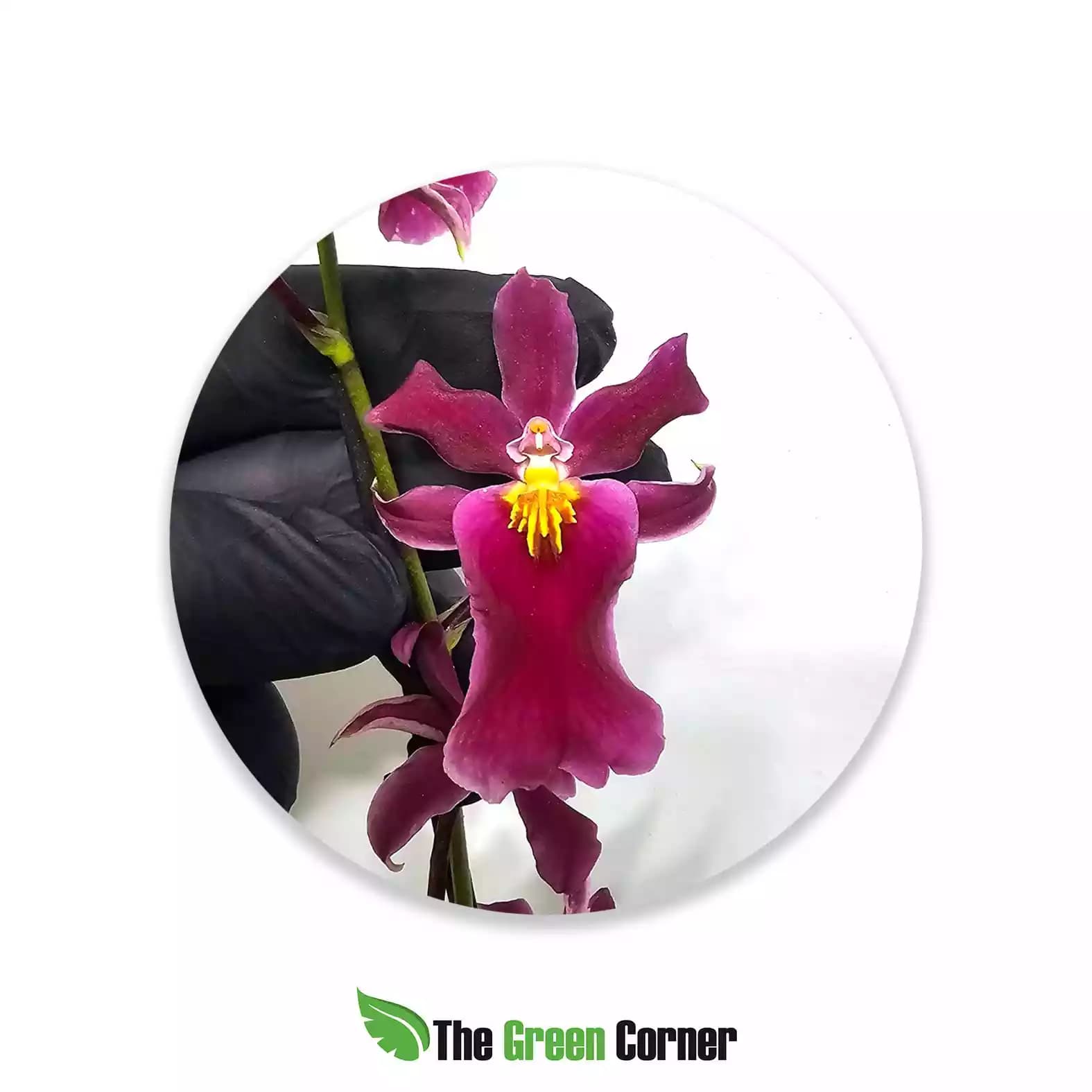 Cambria Hibrida morada labelo amarillo
