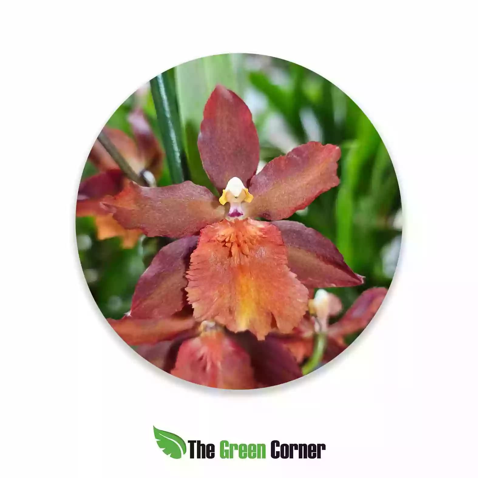 cambria-hibrida-naranja-tipo2