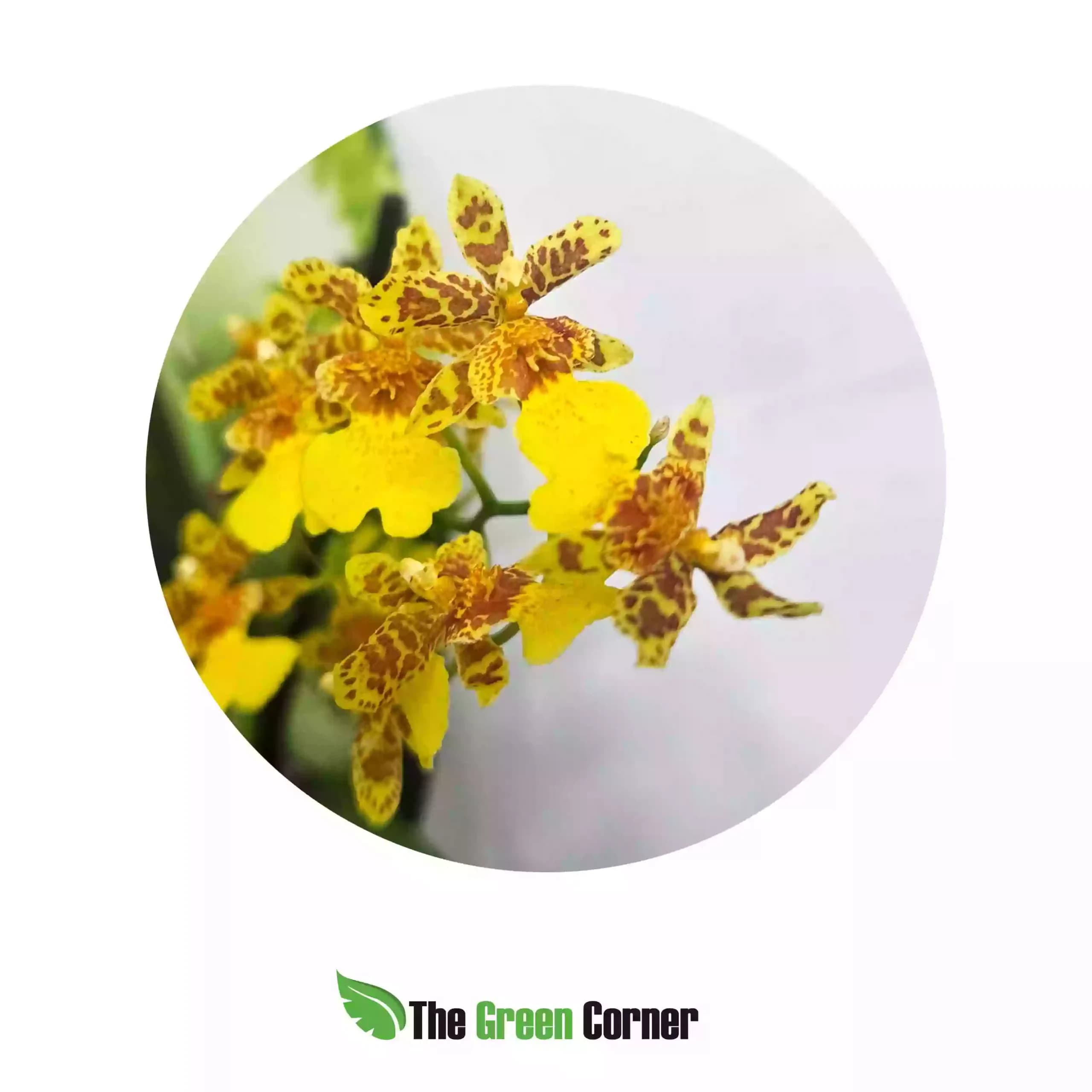 cambria-hibrida-oncidium-peque