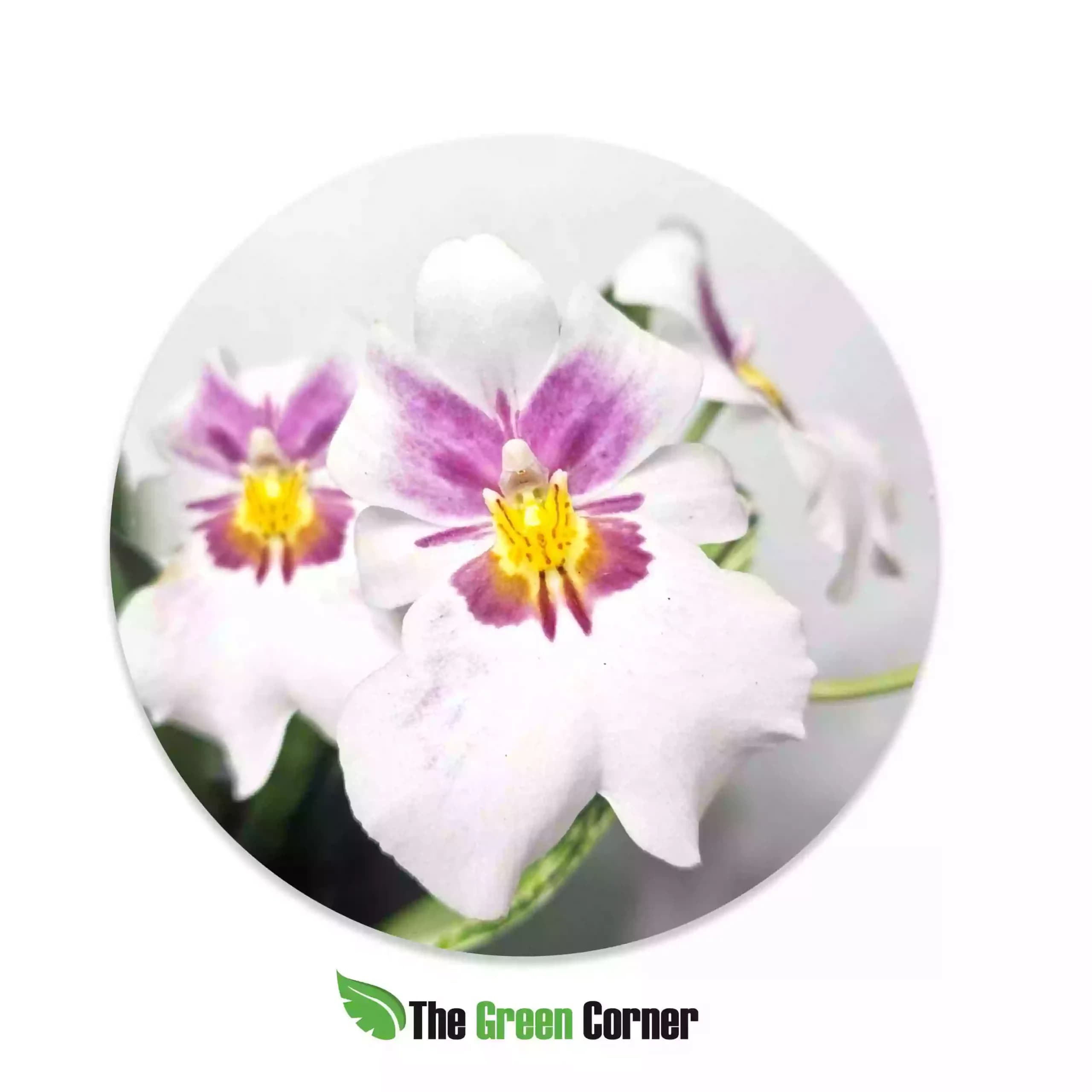 cambria-miltonia-blanca