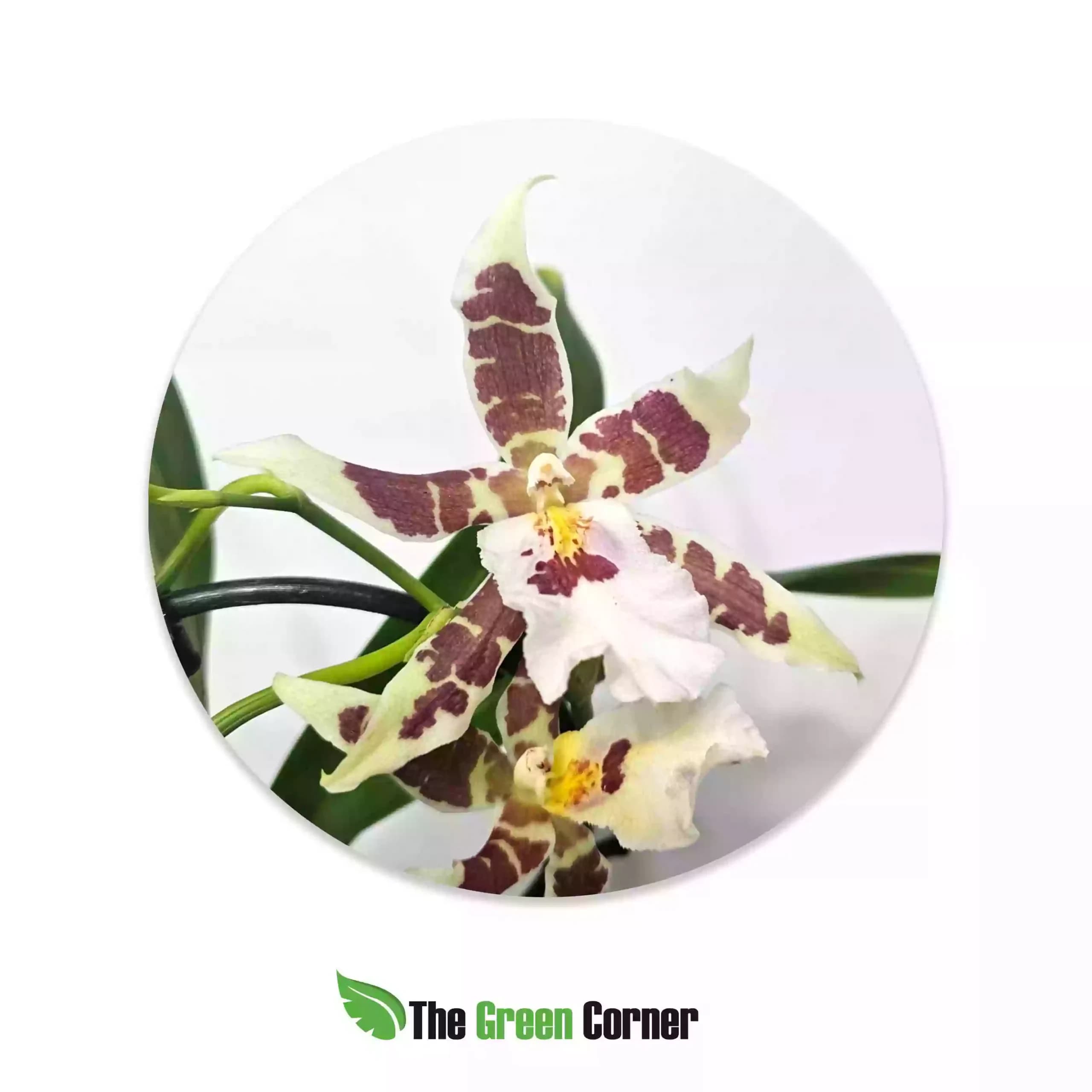 cambria-odontoglossum-grande