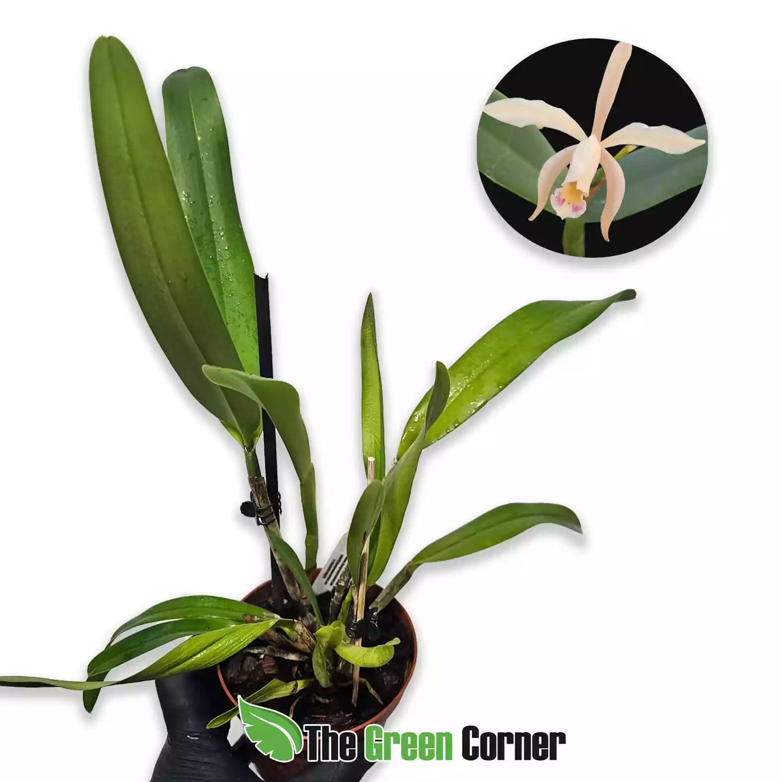 Cattleya iricolor × forbesii