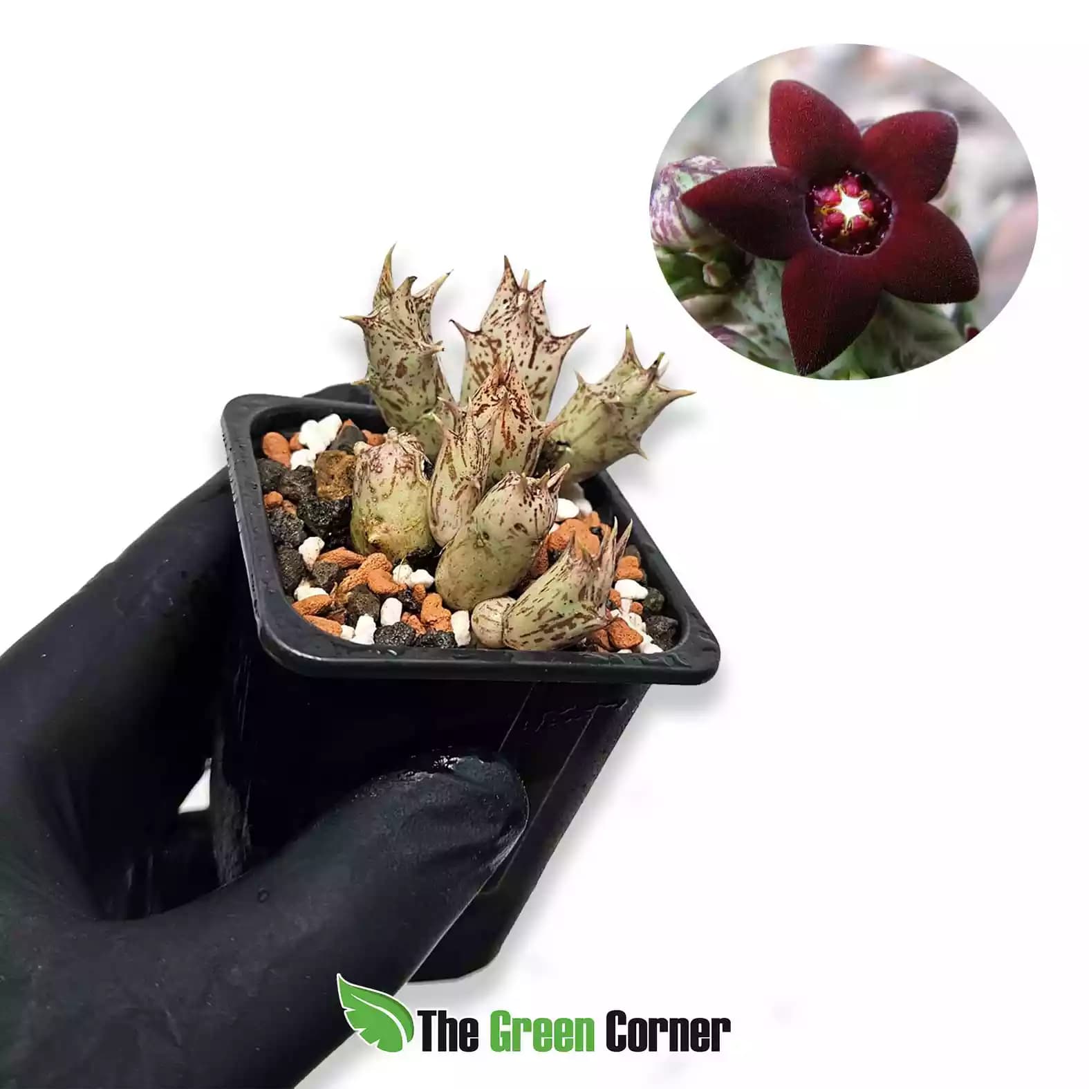 Caralluma hesperidum
