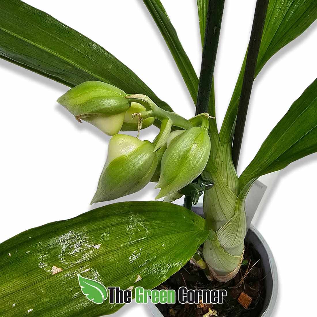 catasetum-pilatum-alba-capullos