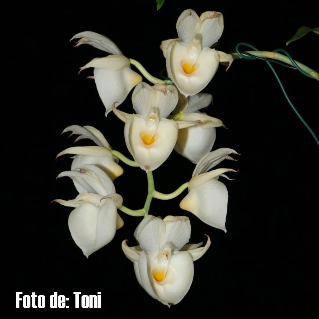 catasetum-pileatum-alba-flor