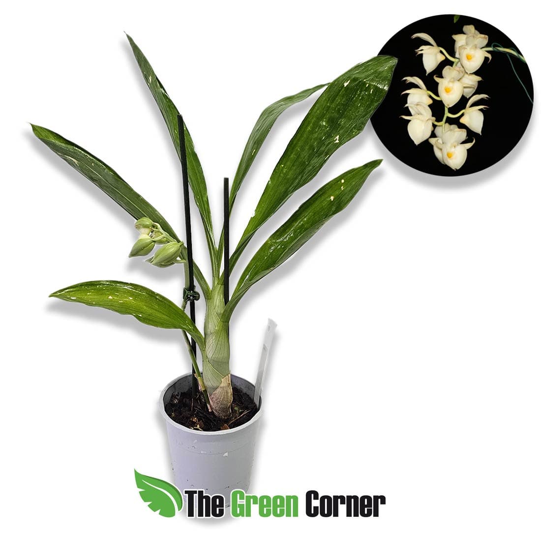 catasetum-pileatum-alba