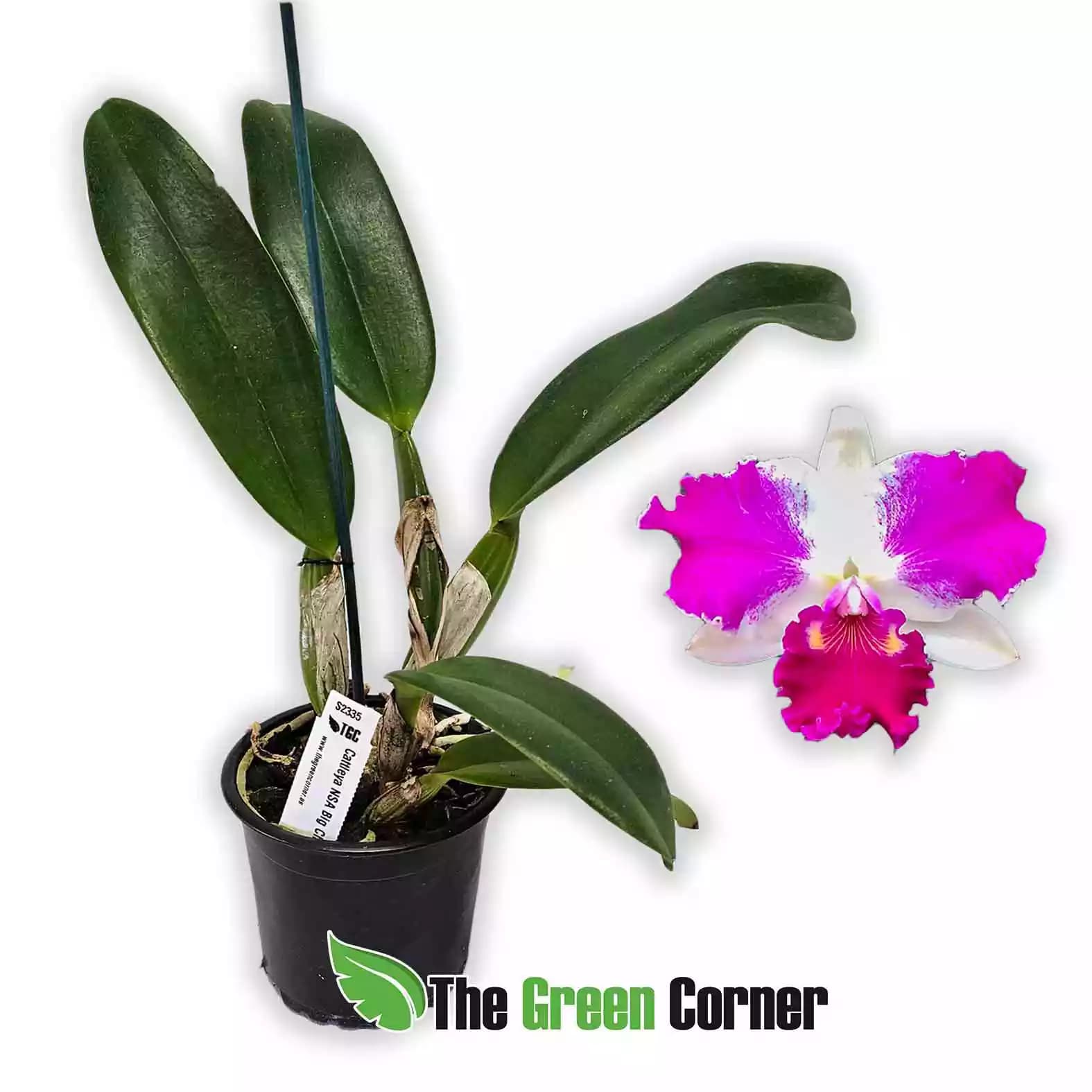 cattleya-Nsa-Big-China