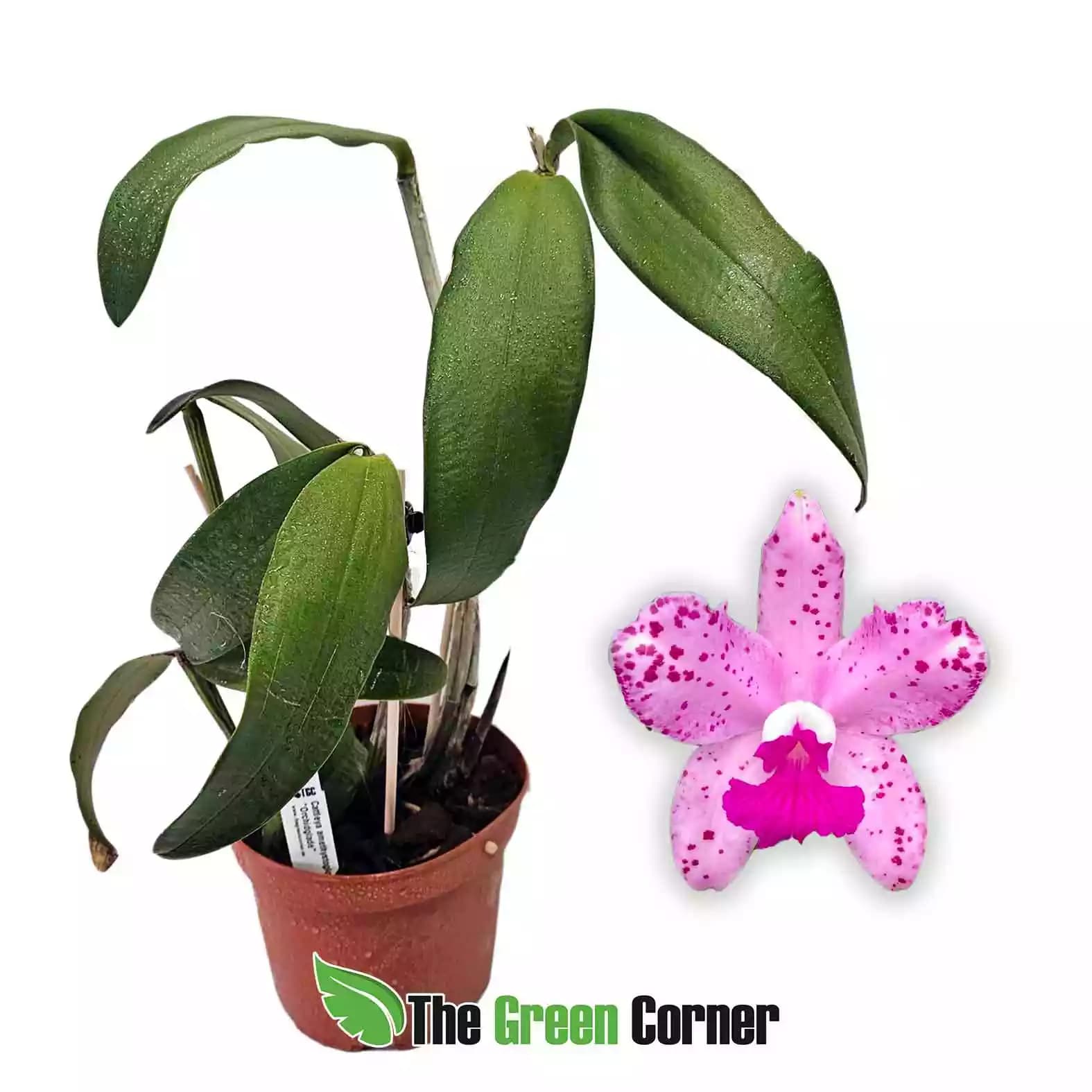 cattleya-amethistoglossa-orchidglade