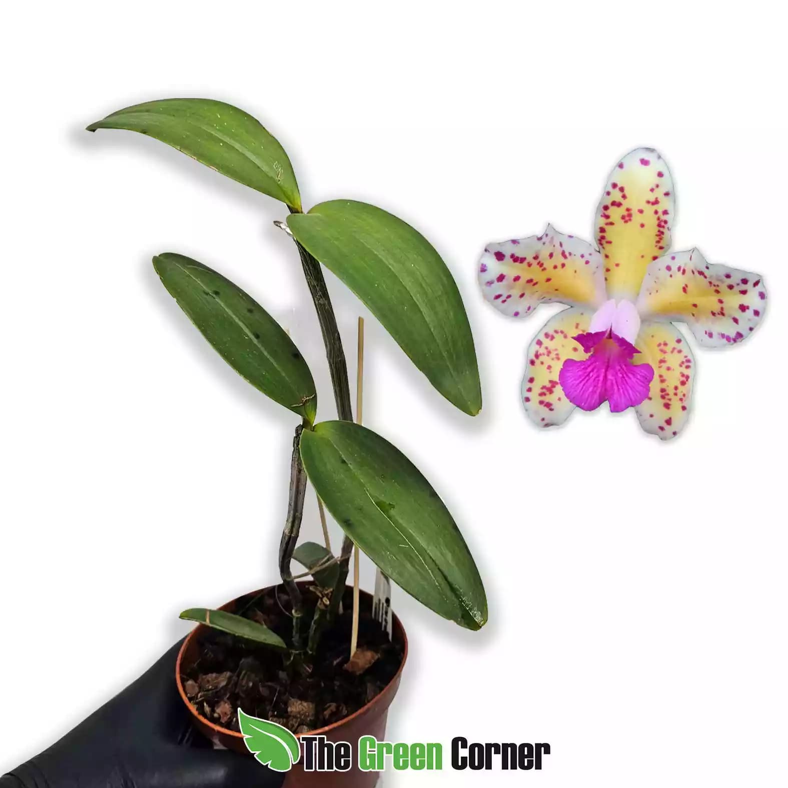 cattleya-amethystoglosa-aura-x-coerulea