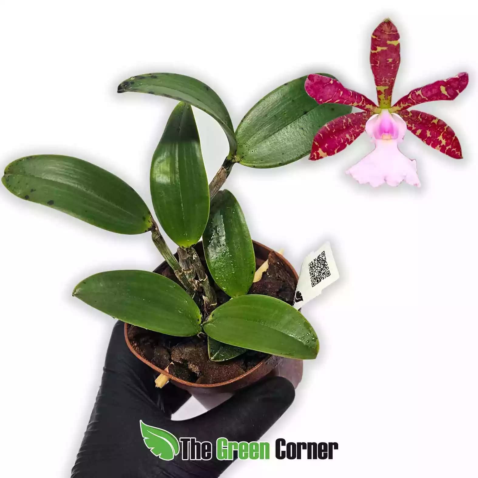 cattleya-ancladiae-coco-bongo