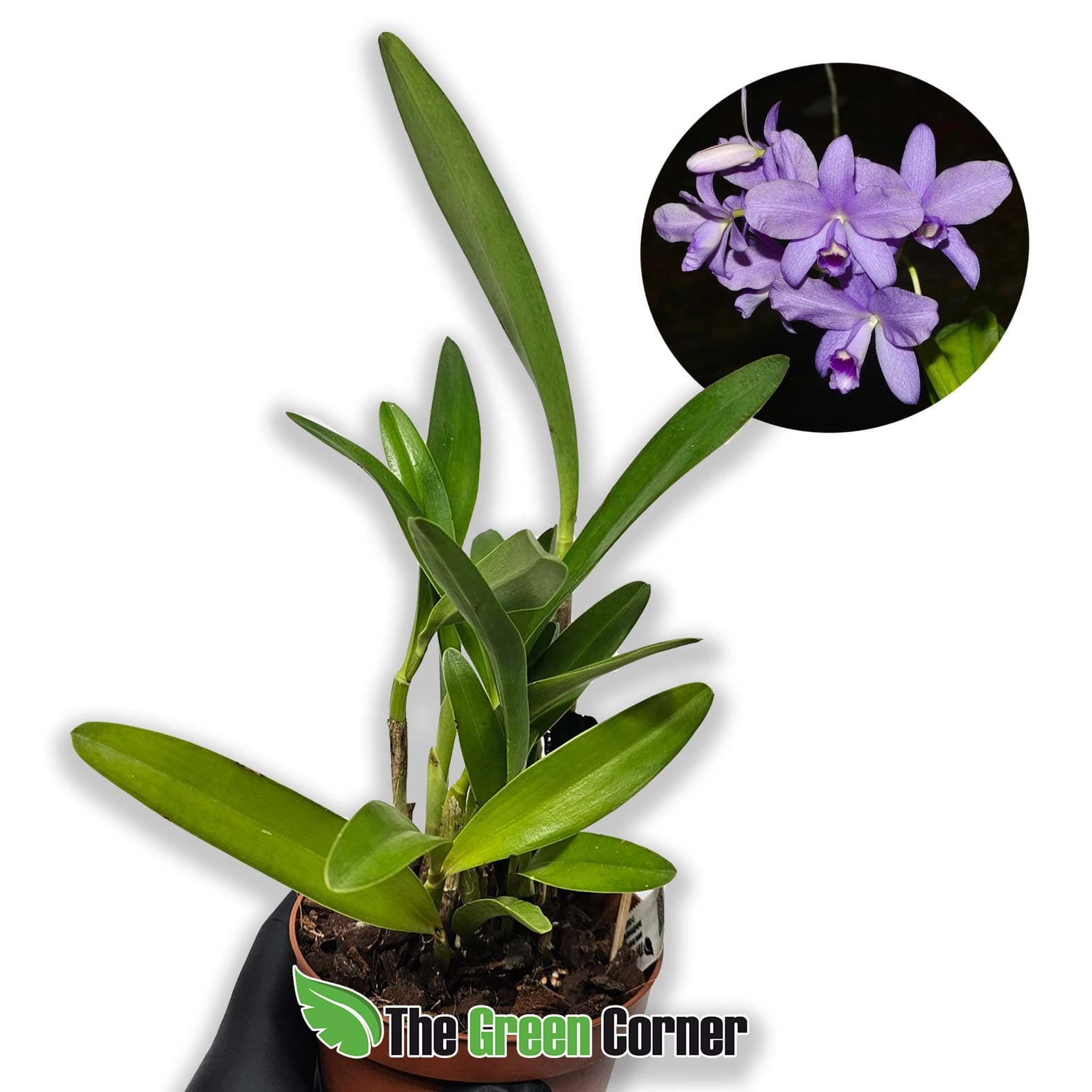 cattleya-bowringiana-coerulea