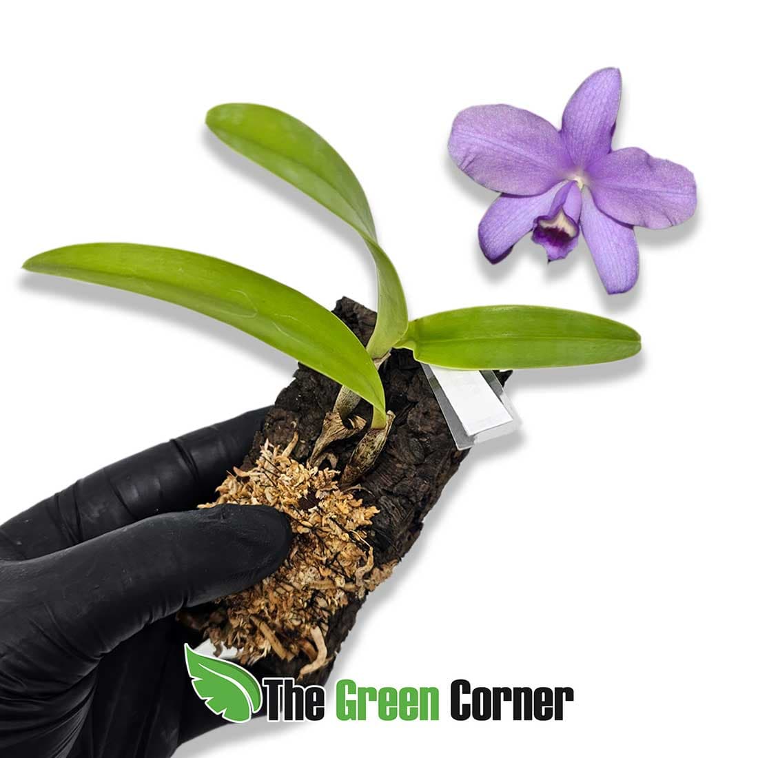 cattleya-bowringiana