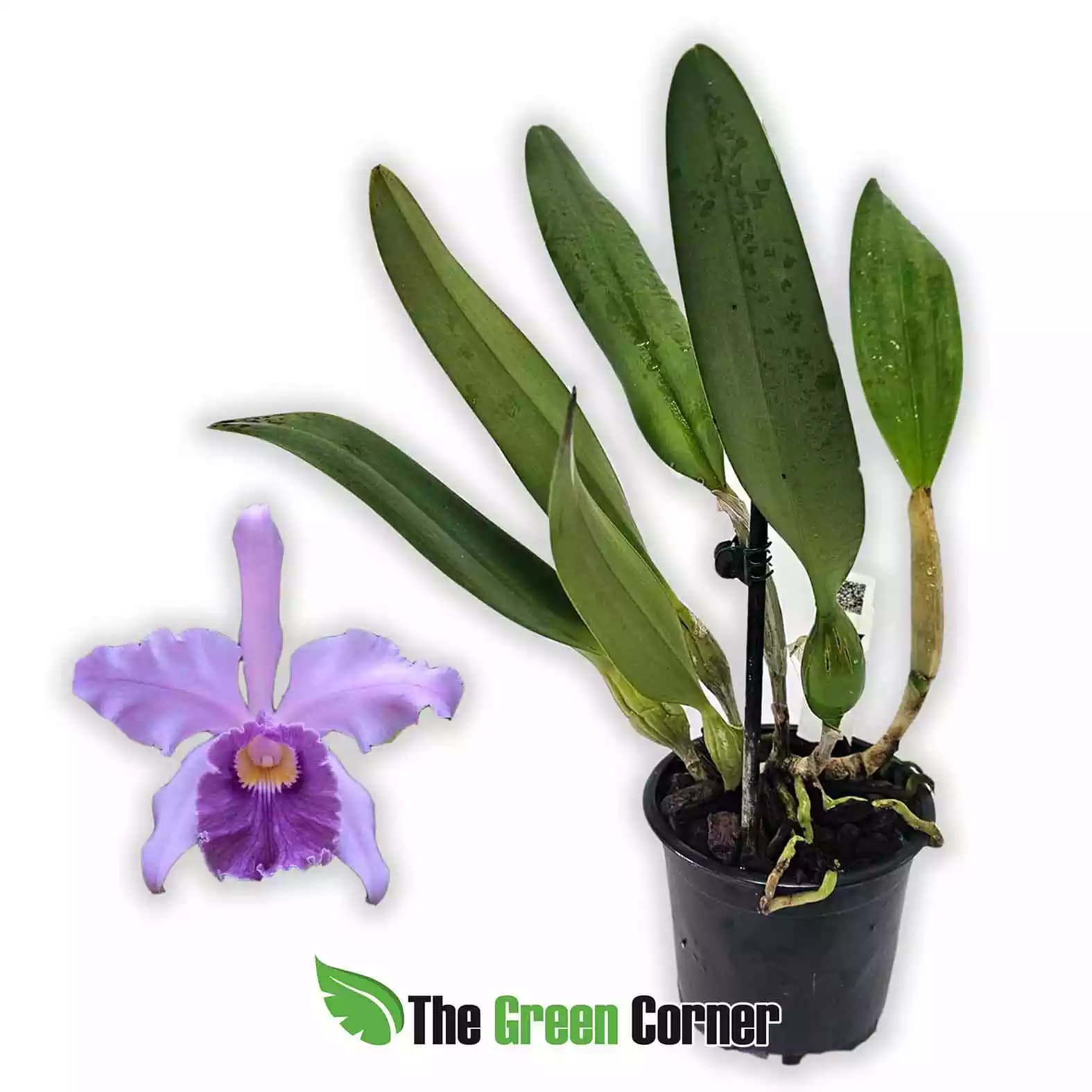 cattleya-canhamania