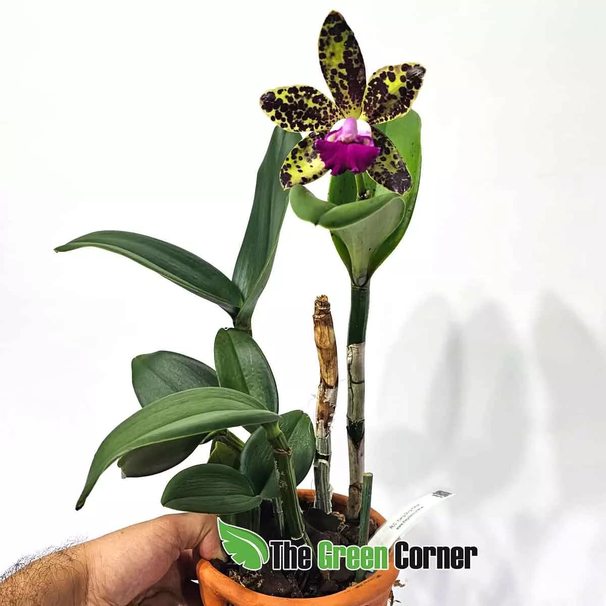 cattleya-duang-phyton-ejemplar