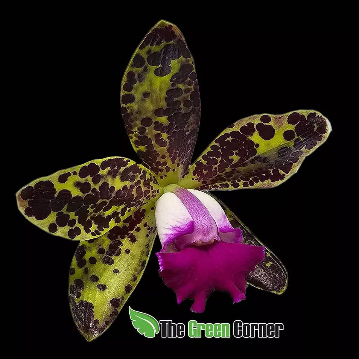 cattleya-duang-phyton-web