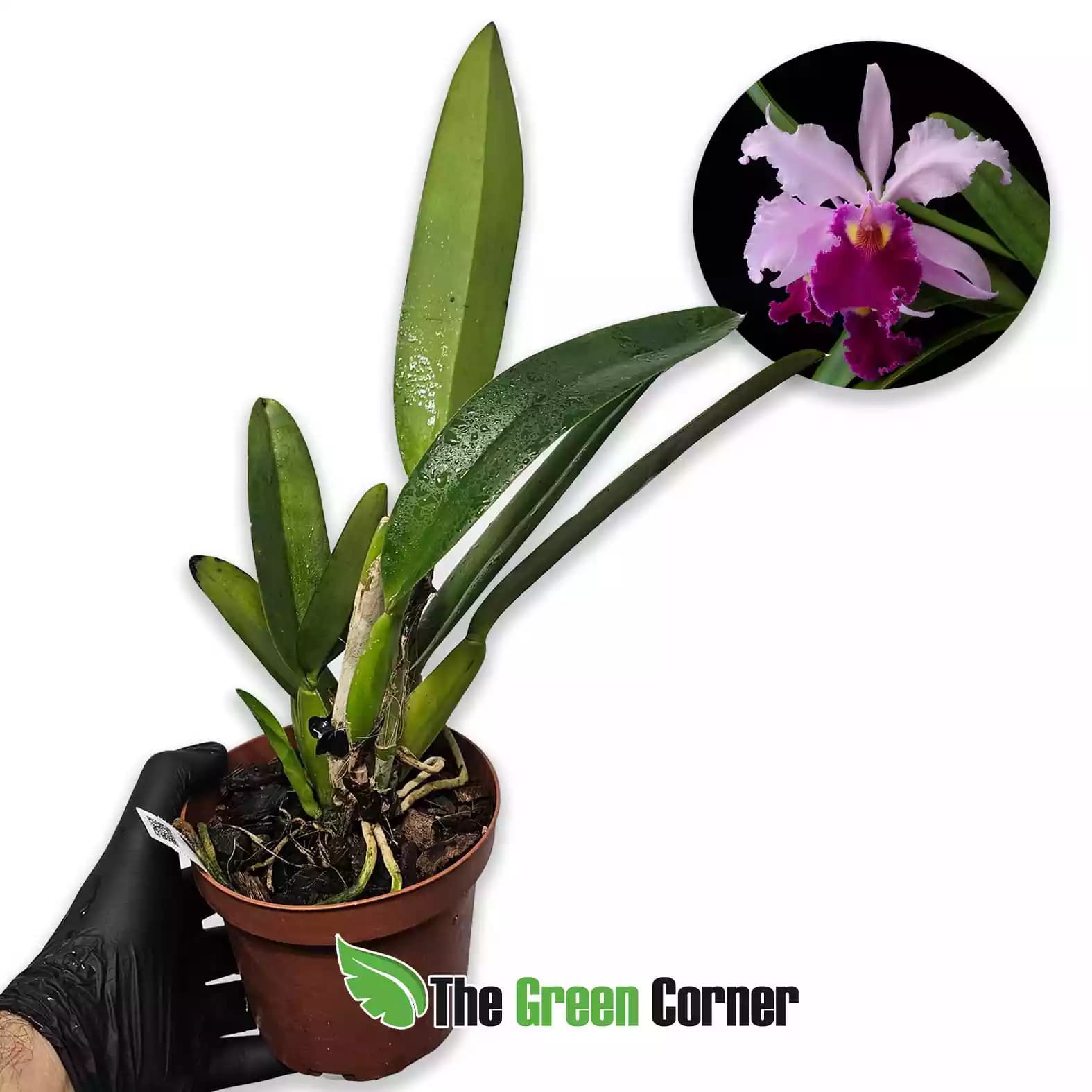 Cattleya dupreana