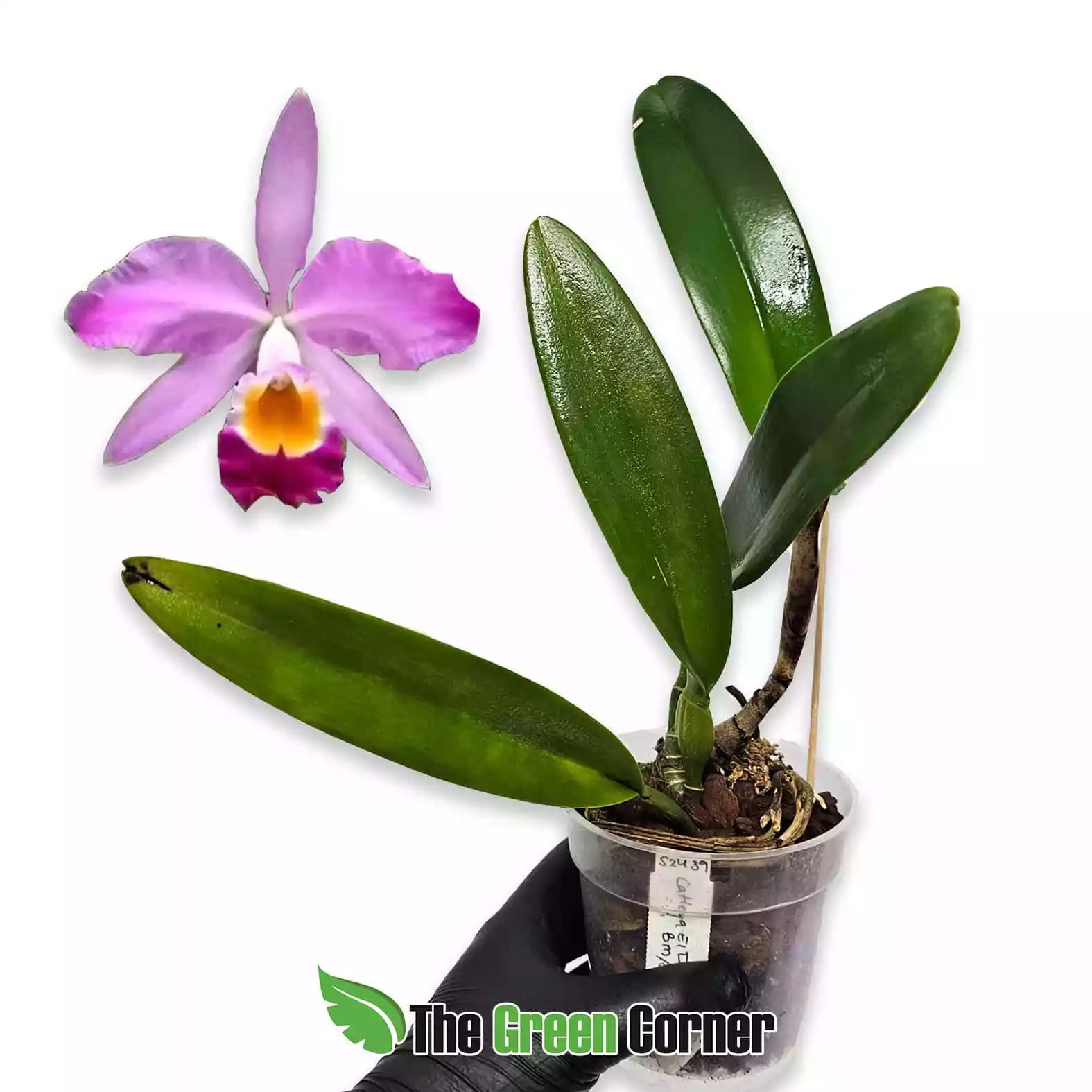 cattleya-el-dorado