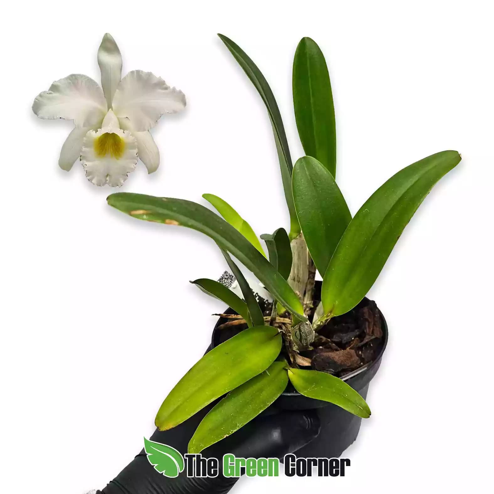 cattleya-gaskelliana-alba