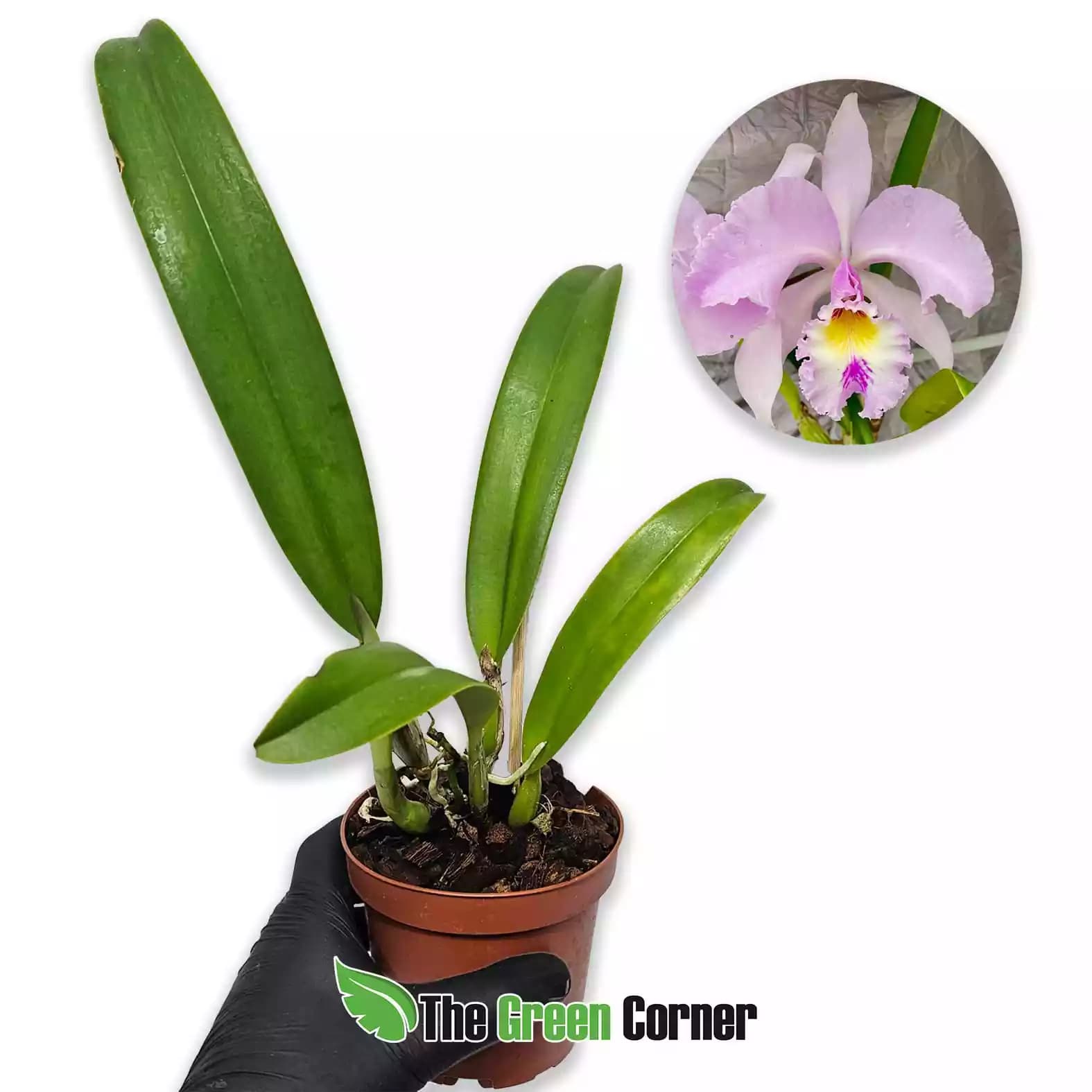 Cattleya gaskelliana