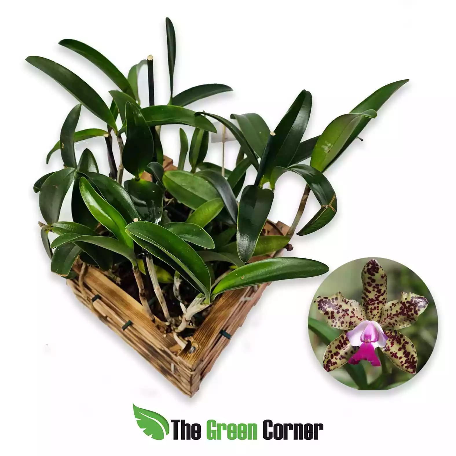 Cattleya Green Emerald Orchid Queen (Maceta de 25cm) 2