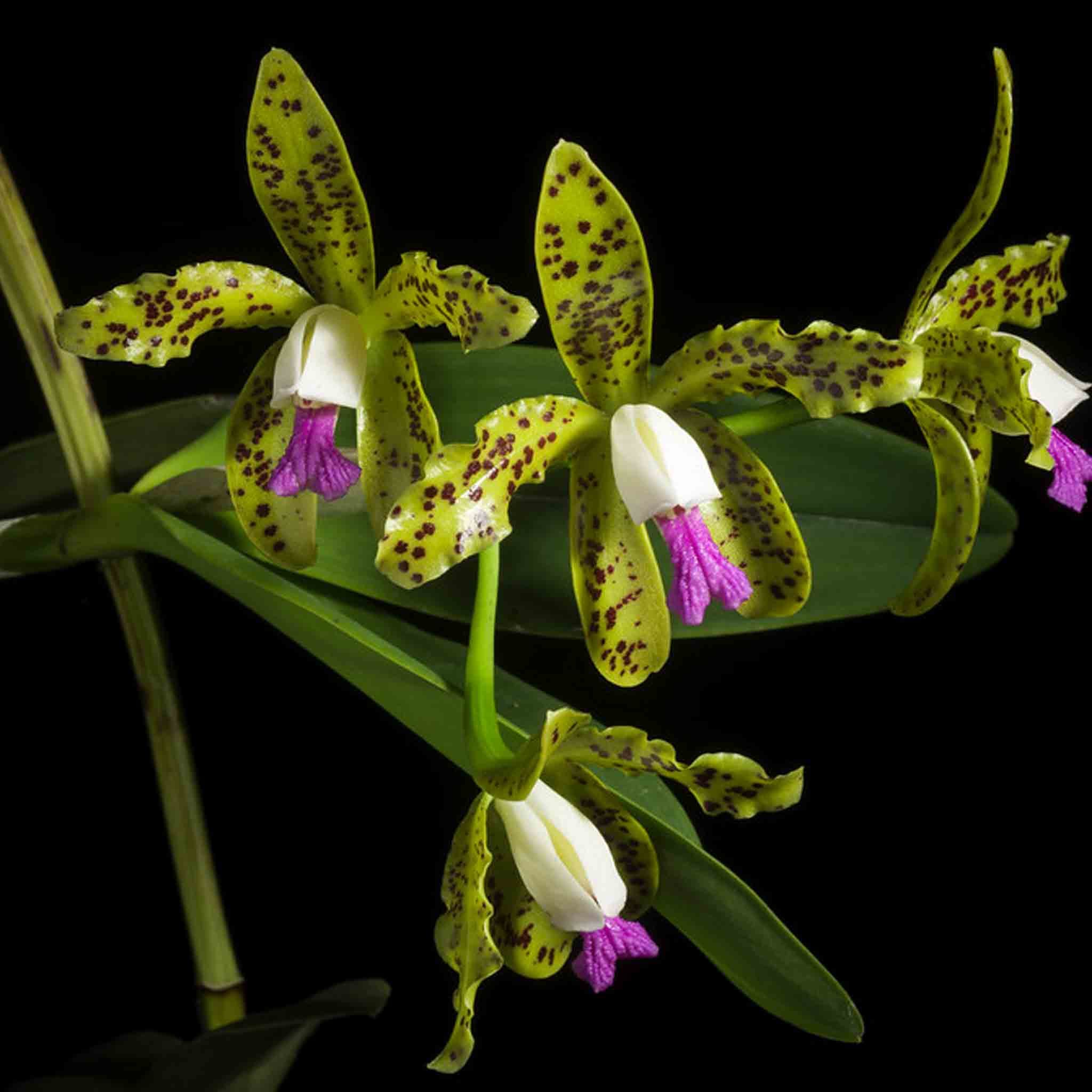 cattleya-guttata-flor