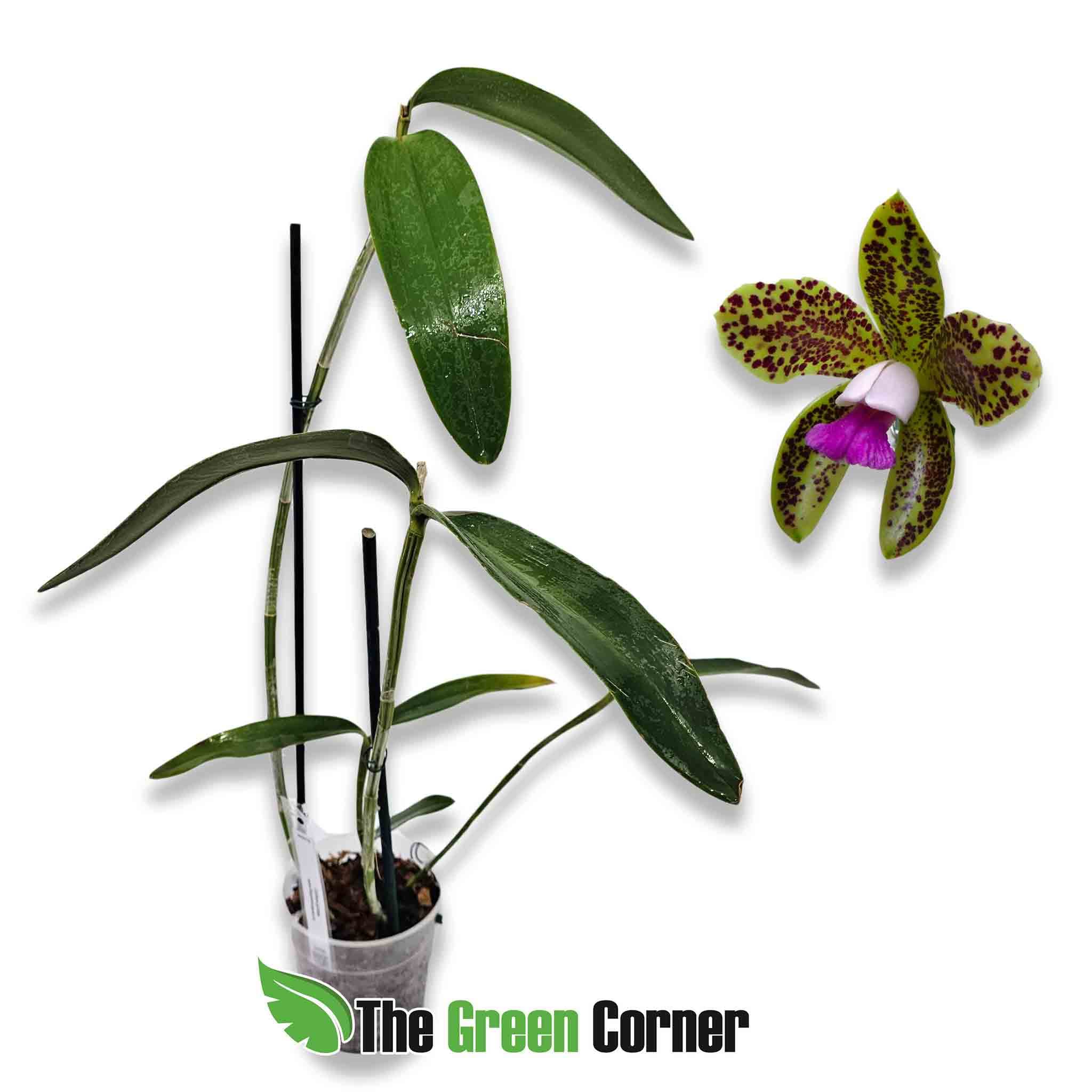 cattleya-guttata