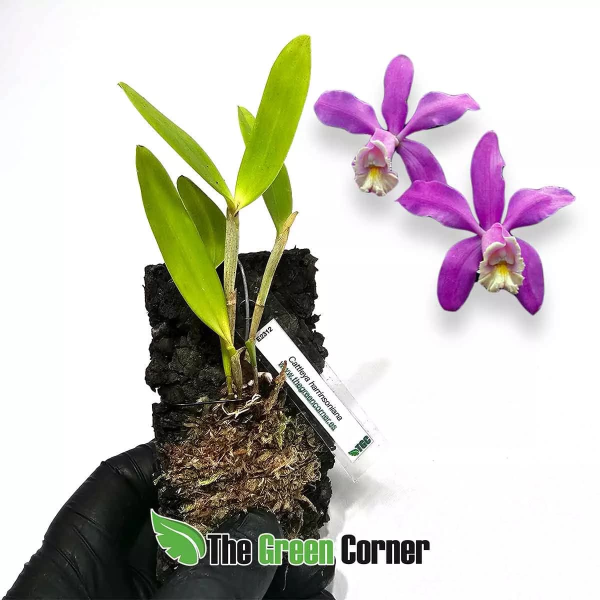 cattleya-harrinsoniana-joven