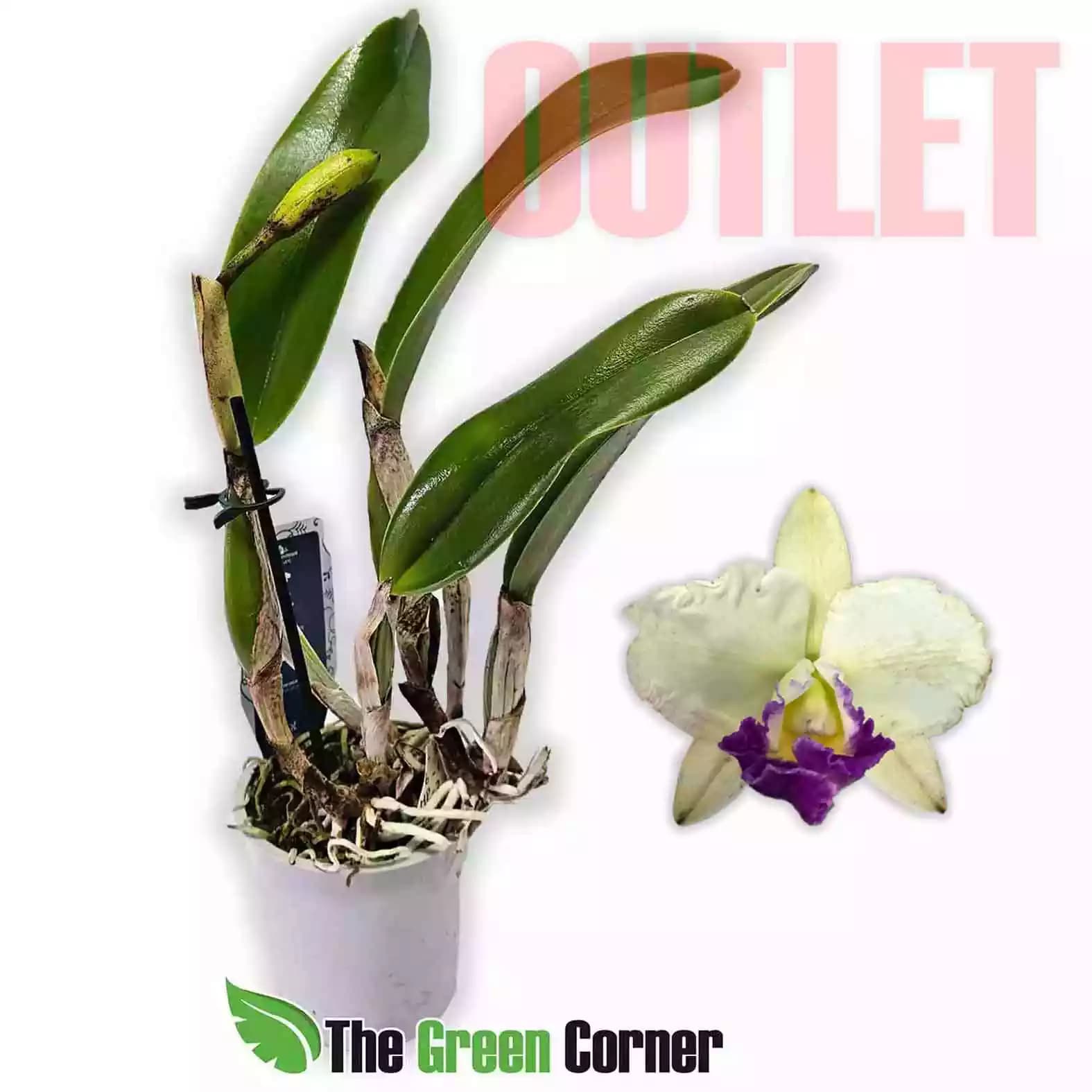 cattleya-hibrida-outlet-1